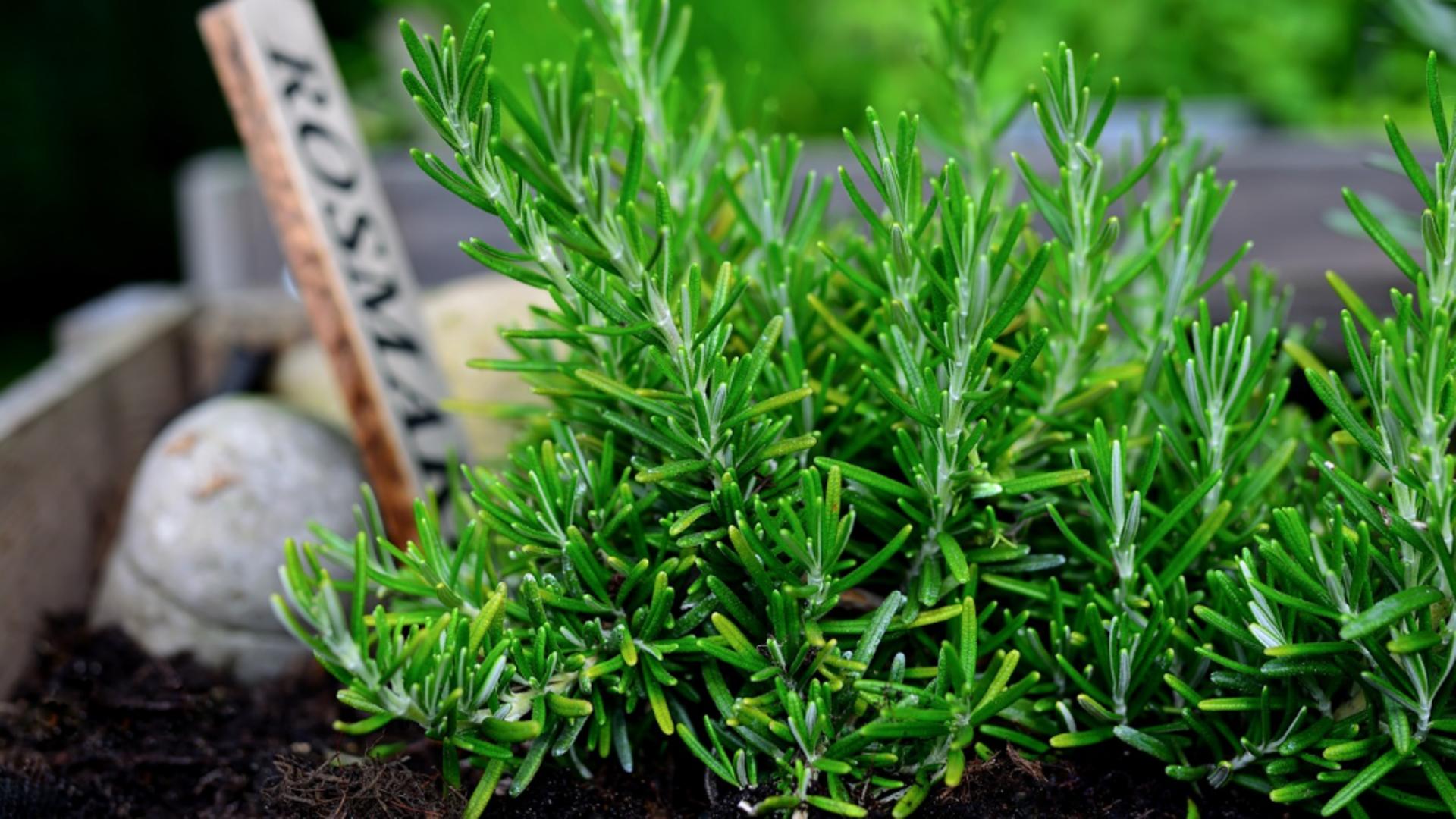 Este supranumită "planta minților lucide'. Este un excelent tonic pentru creier. Trebuie să o ai în ghiveci