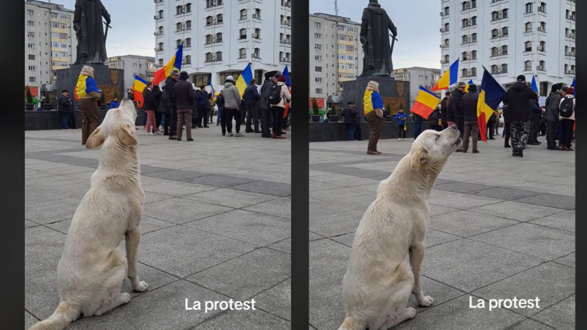 Câinele protestatar. Patrupedul și-a strigat oful alături de ceilalți manifestanți. Foto: TikTok