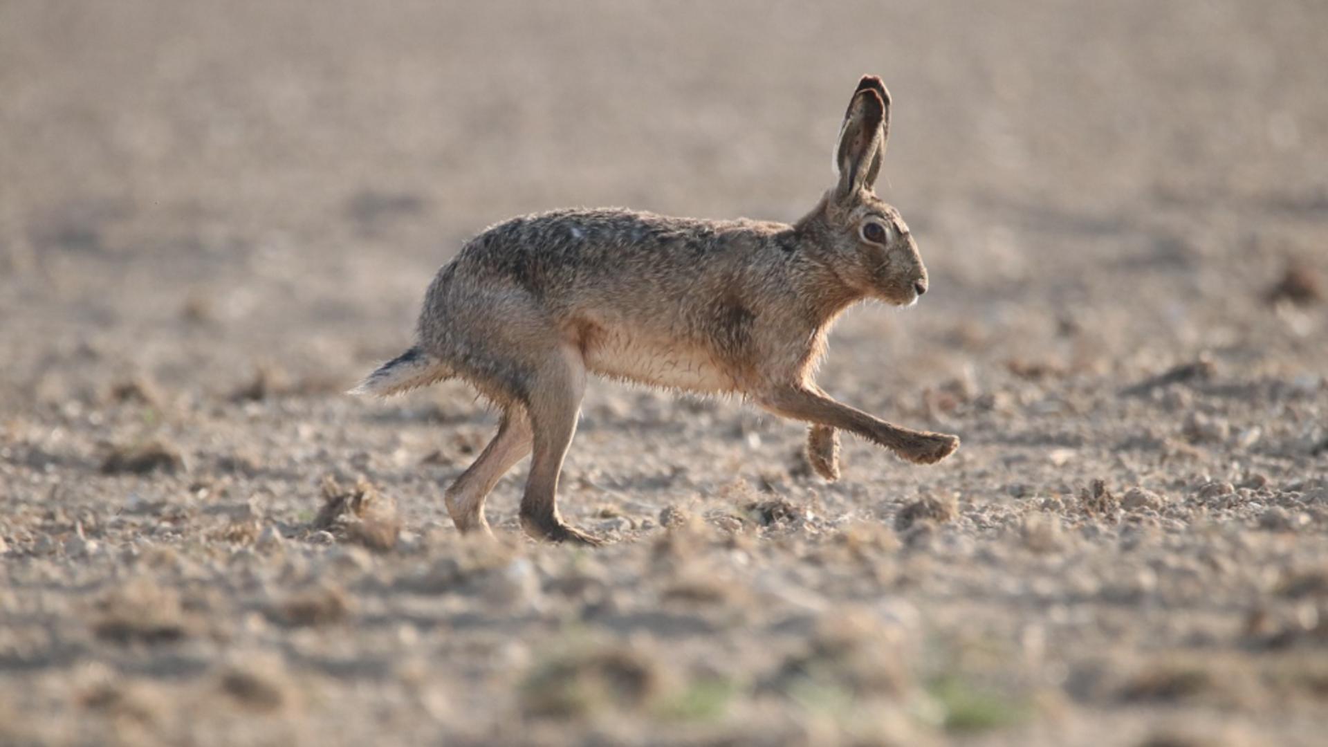 Cum se transmite tularemia sau „febra iepurelui”: o boală tot mai răspândită face RAVAGII