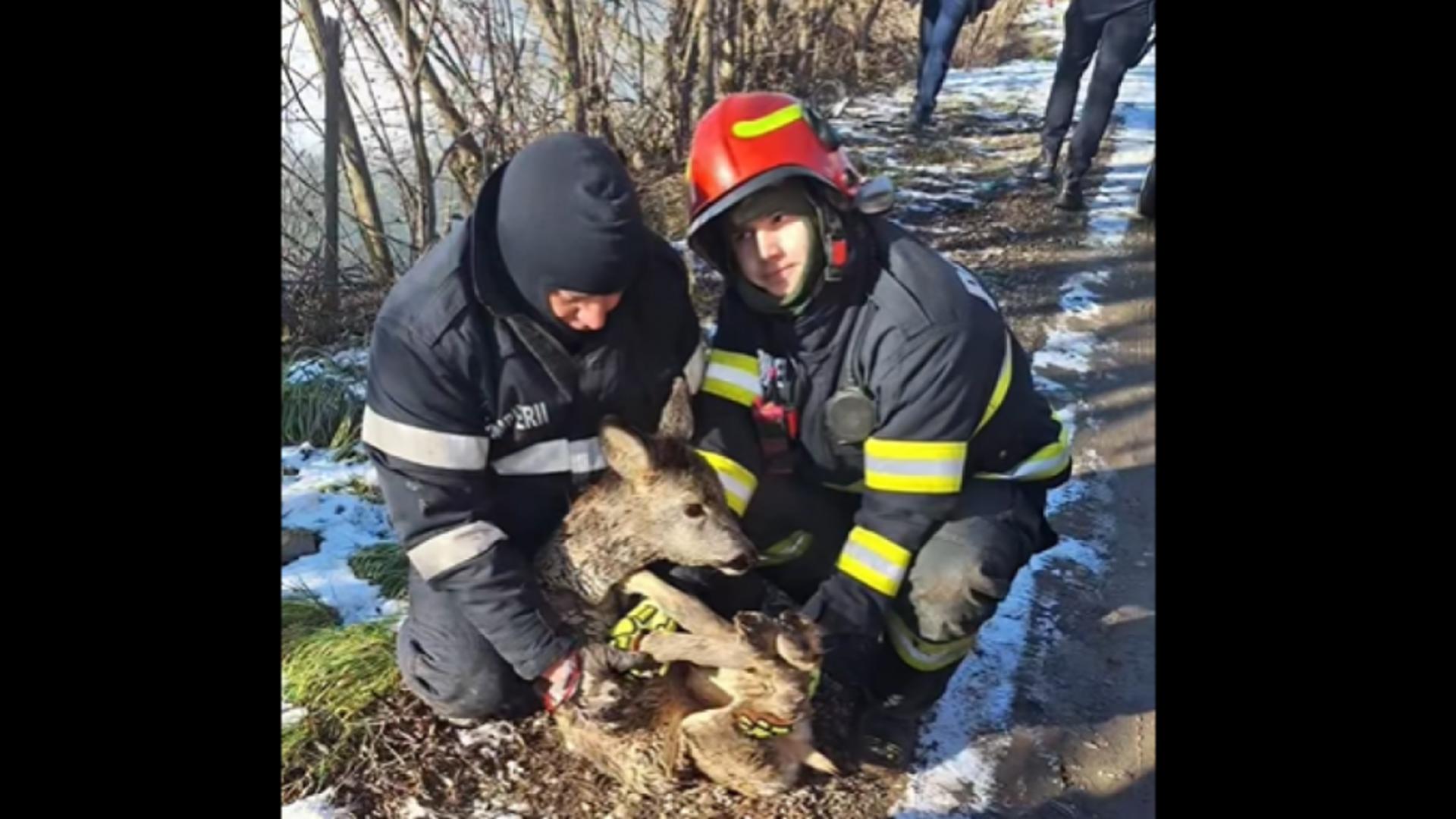 Intervenție spectaculoasă: Un pui de căprioară captiv într-un iaz înghețat. Bambi a fost salvat în ultima clipă