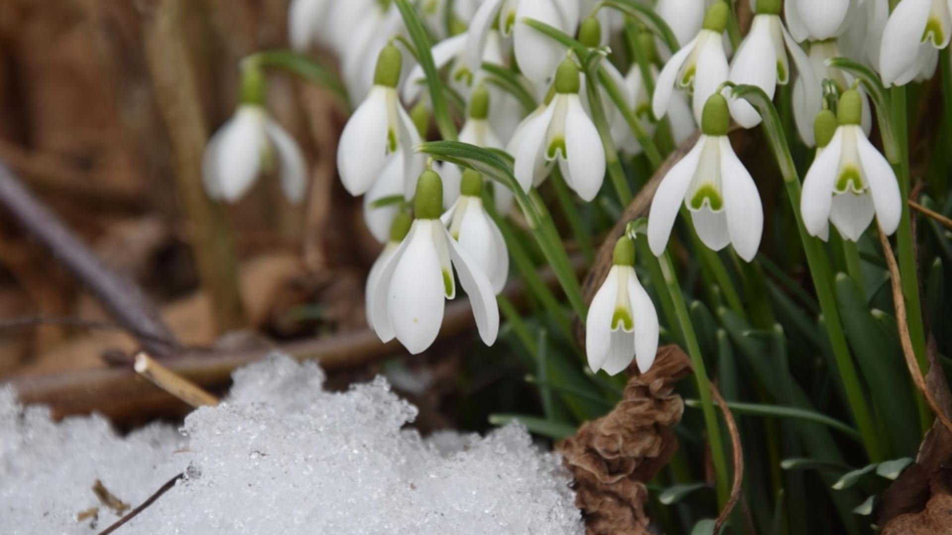  Prognoza meteo pe o lună: temperaturi nefirești în toată țara. Cum va fi vremea până pe 3 februarie