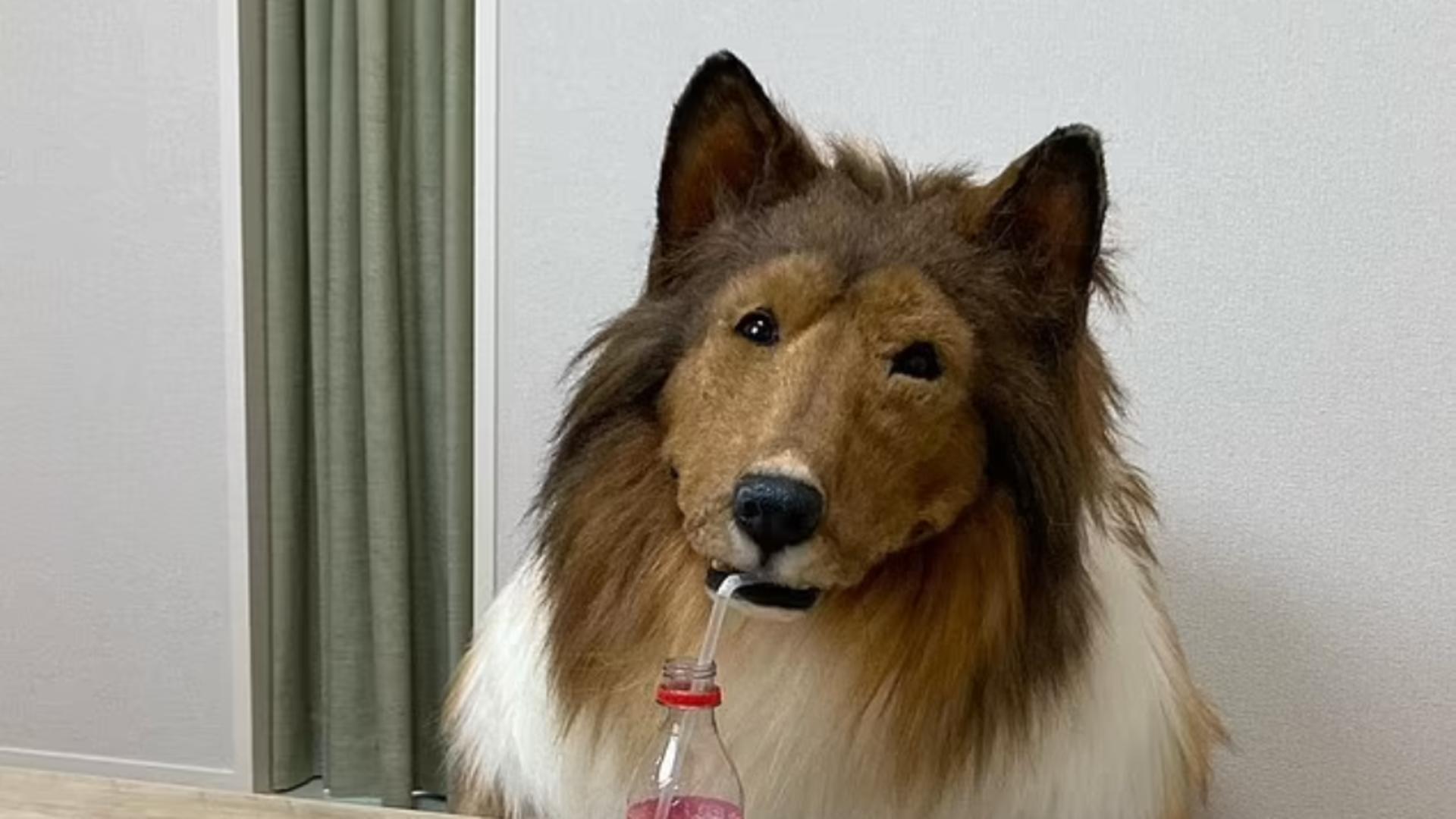 Bărbatul poartă un costum de câine care-l face aproape imposibil de diferenția 