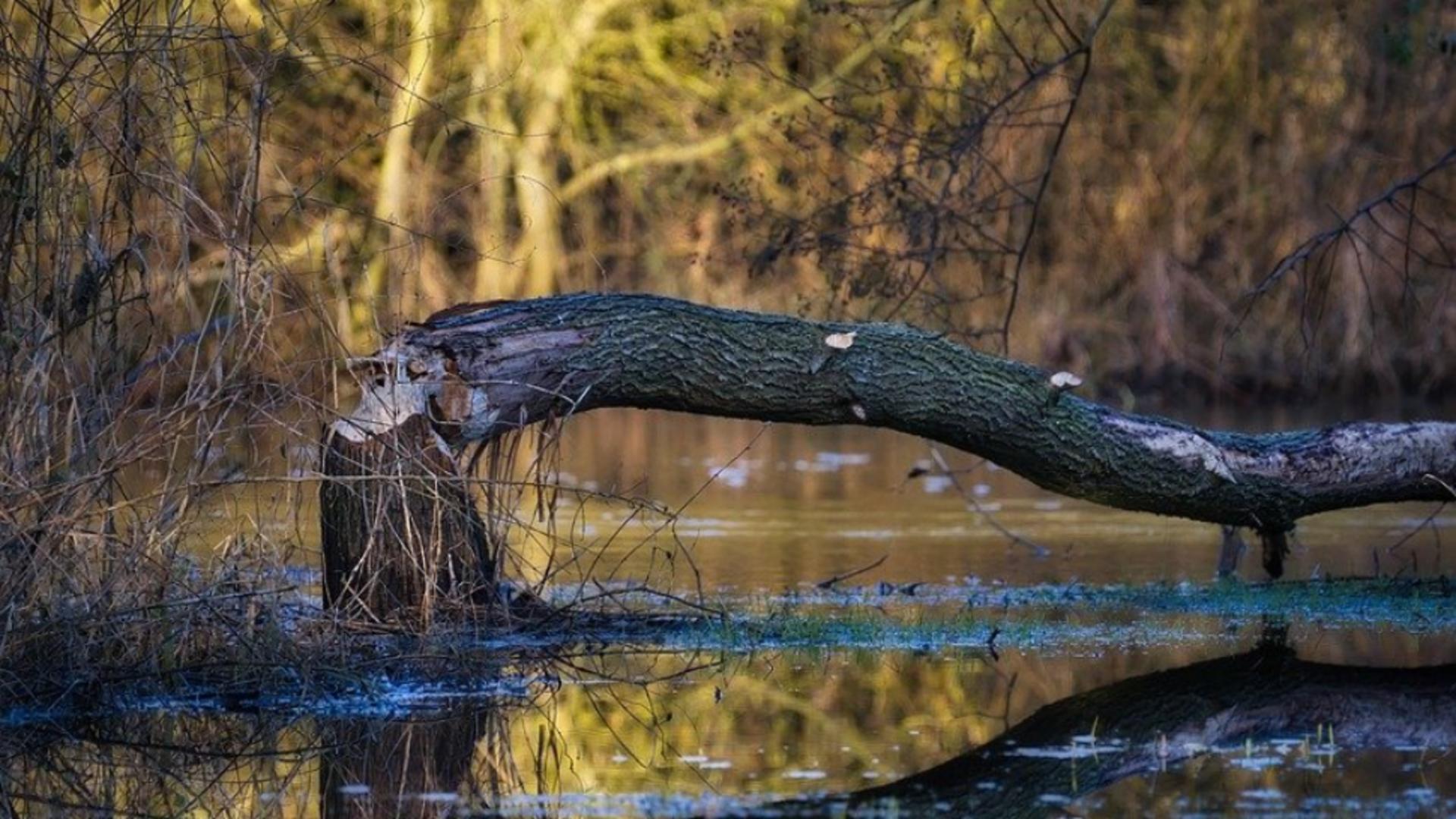 Singurul animal care poate mișca anumite lucruri fără să le atingă. Cum este posibil fenomenul