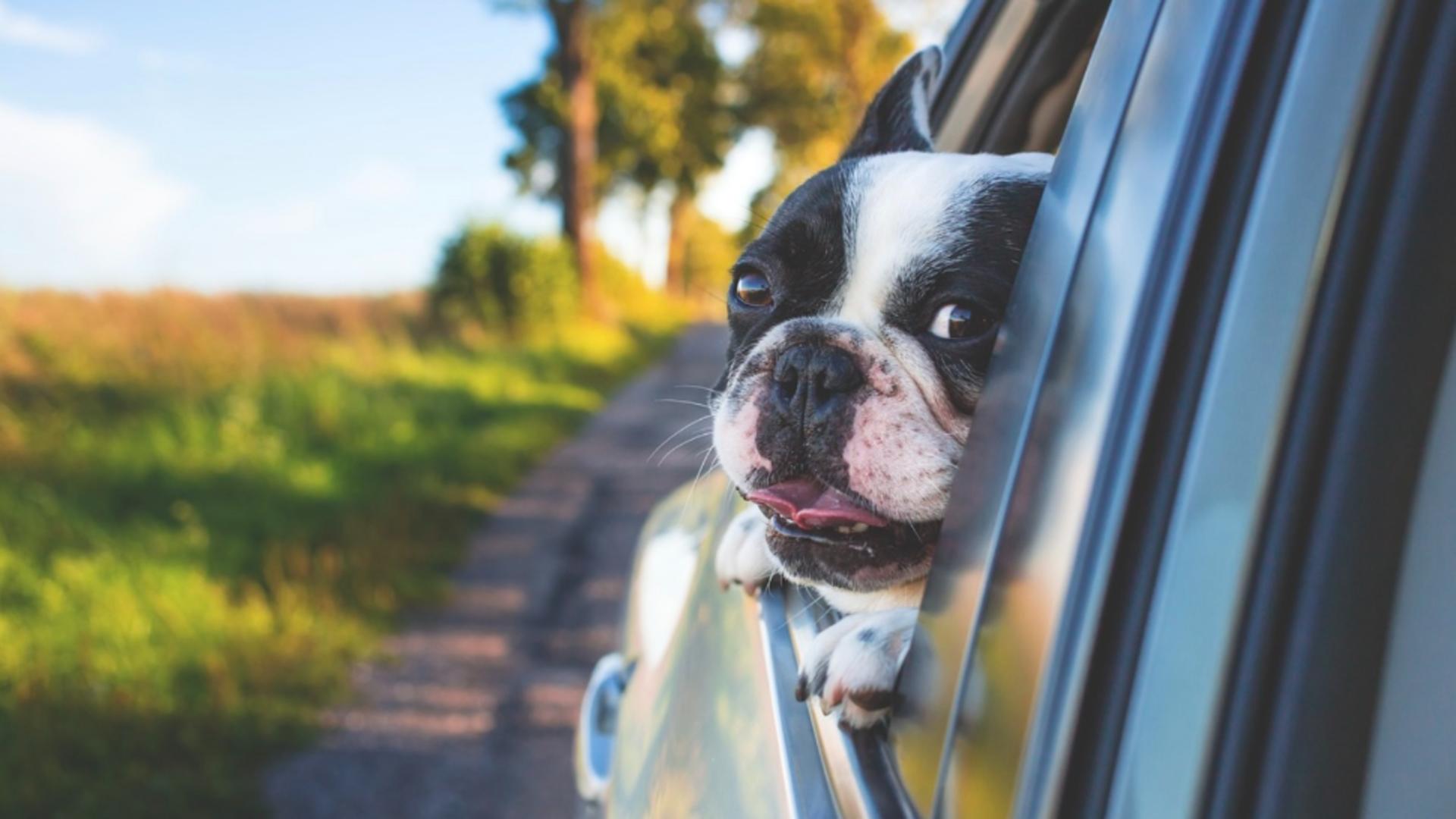 Când îți INTERZICE legea să transporți animalele de companie cu mașina