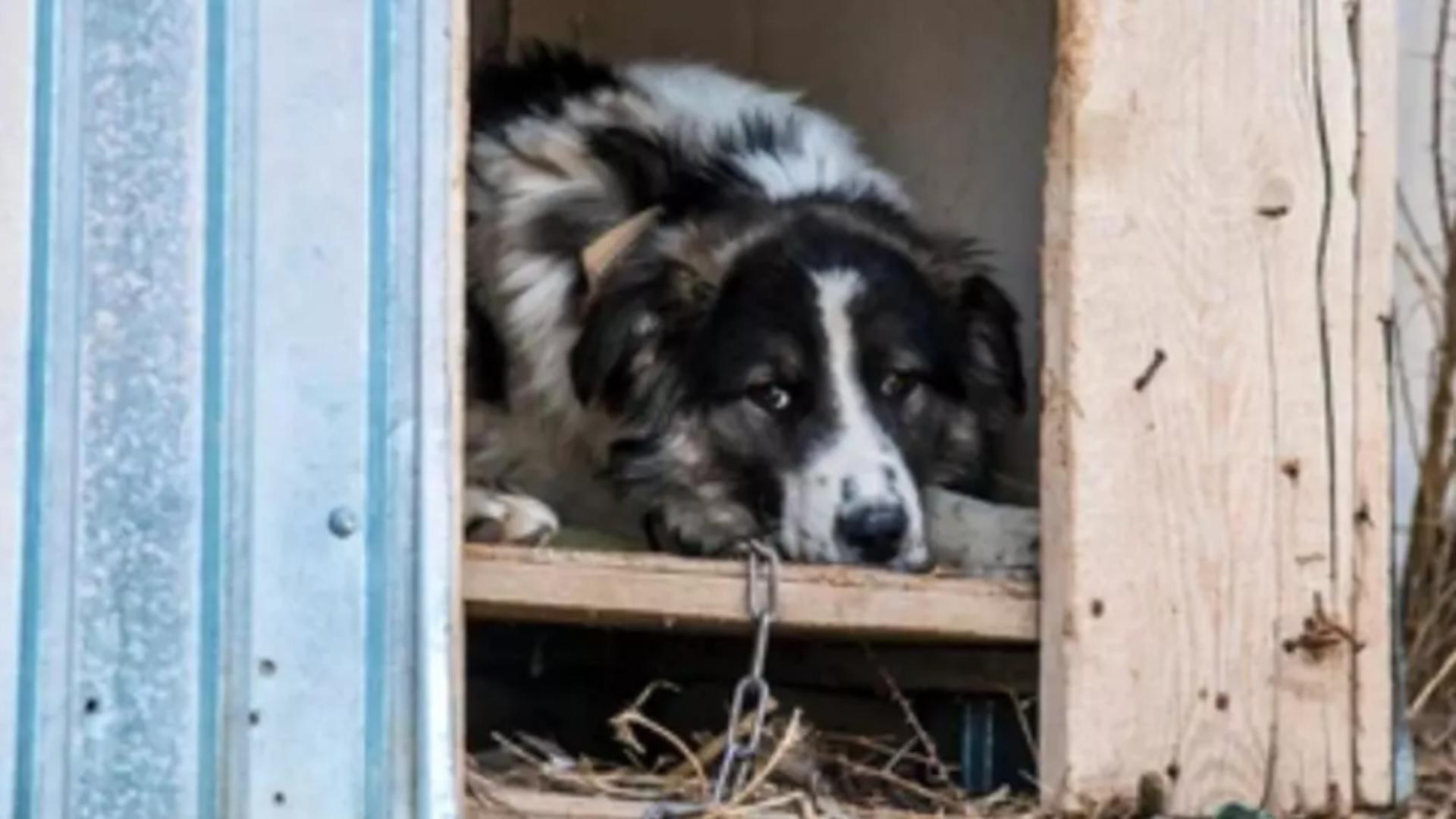 Posesorii de câini care stau la curte pot avea probleme cu legea