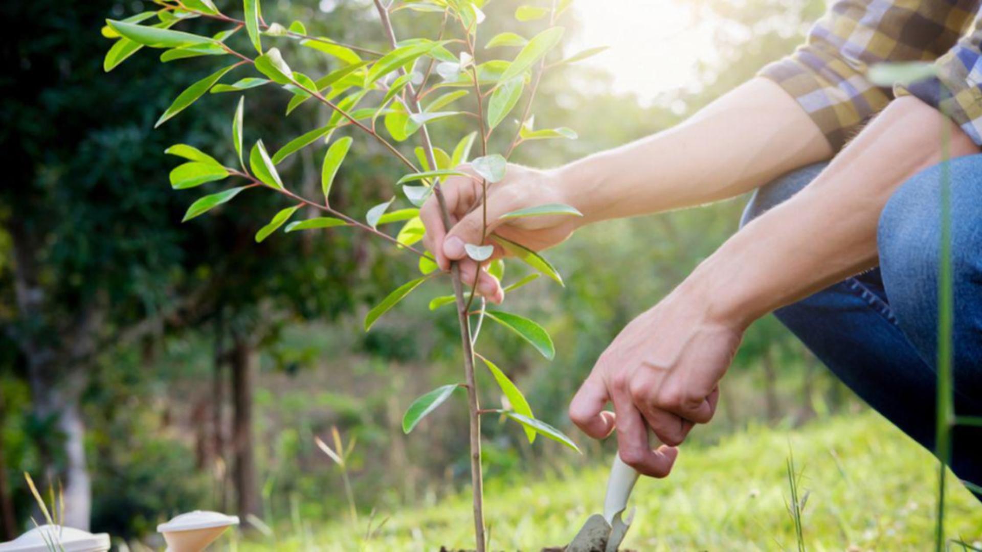 Pomul fructifer pe care trebuie să îl plantezi în luna martie