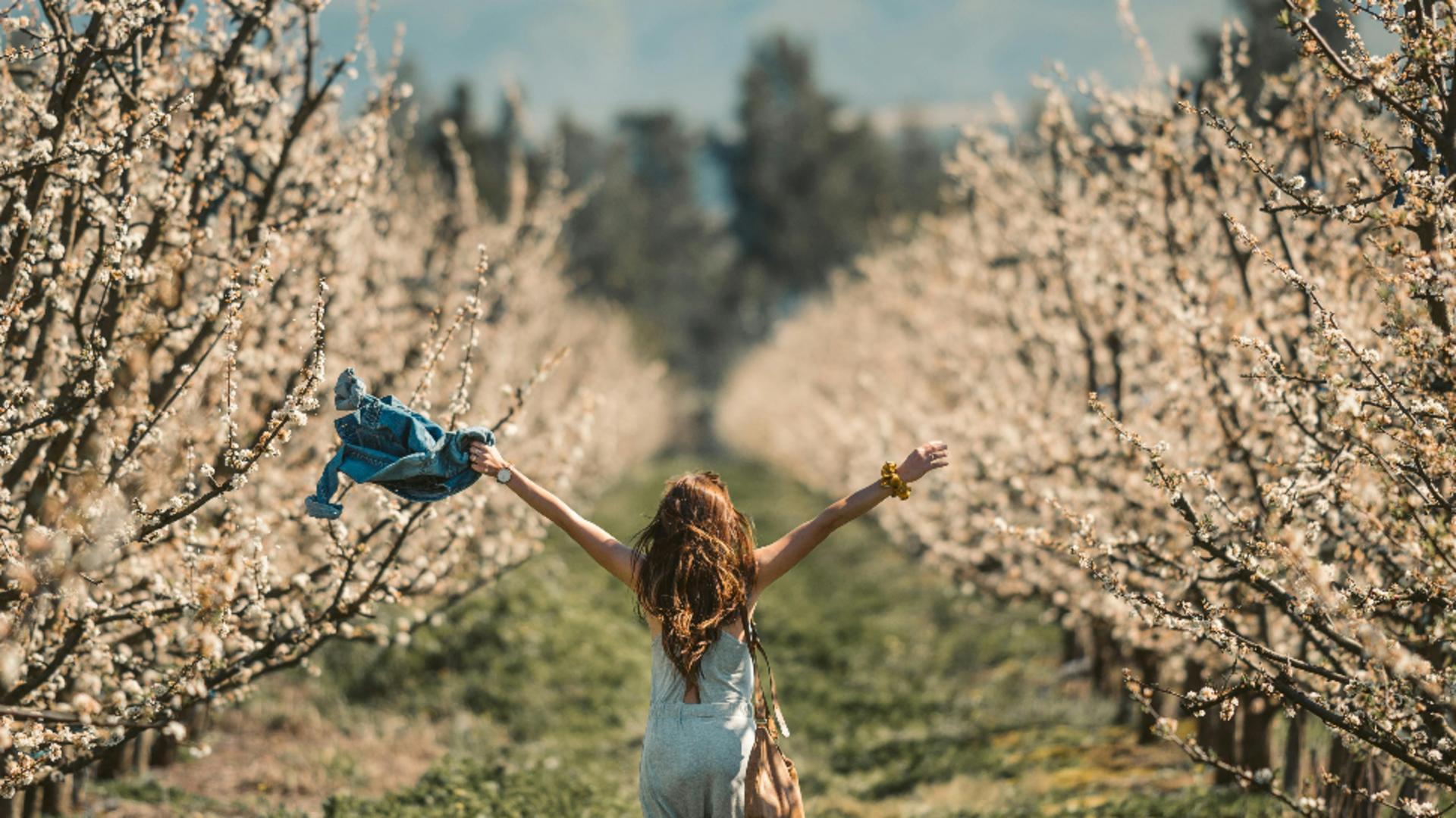 Cum trebuie îngrijiți pomii fructiferi în luna martie. Sfaturi importante ce trebuie respectate la plantarea și îngrijirea pomilor