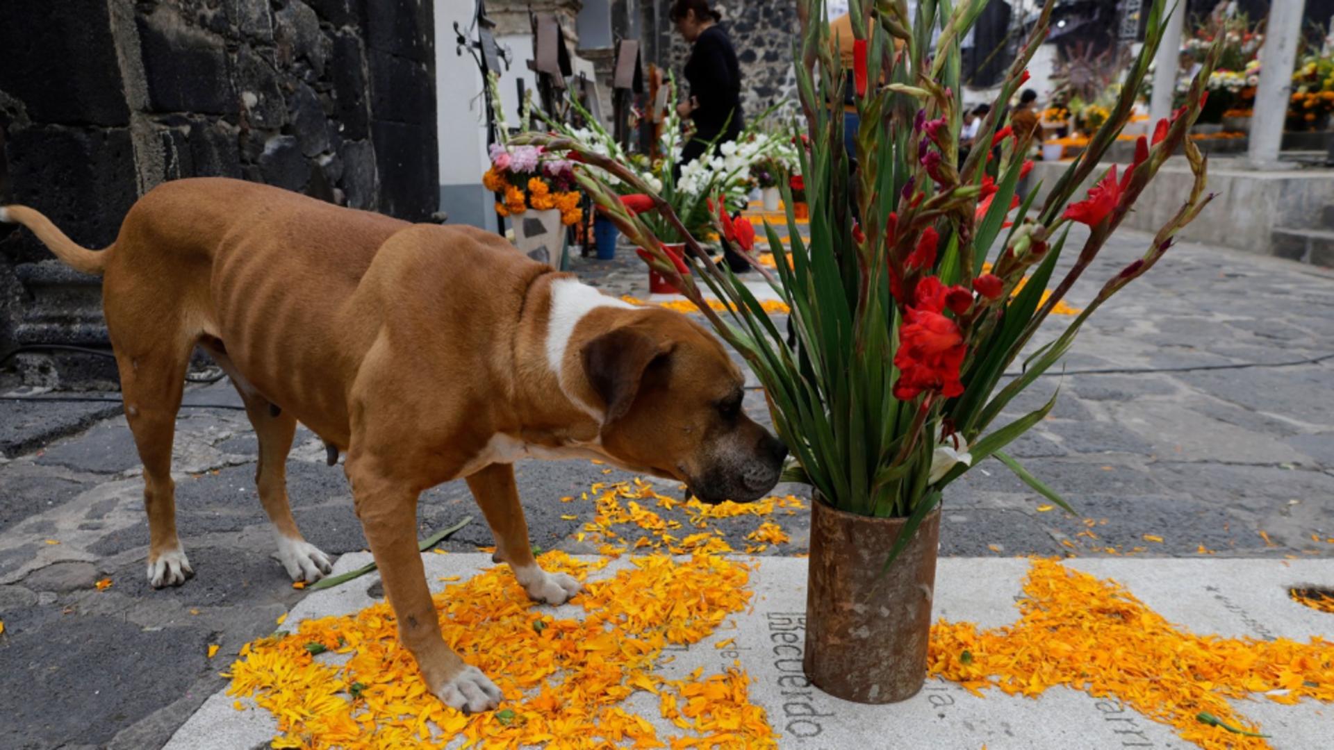 Animalele pot avea reacții alergice puternice (foto: Profimedia)