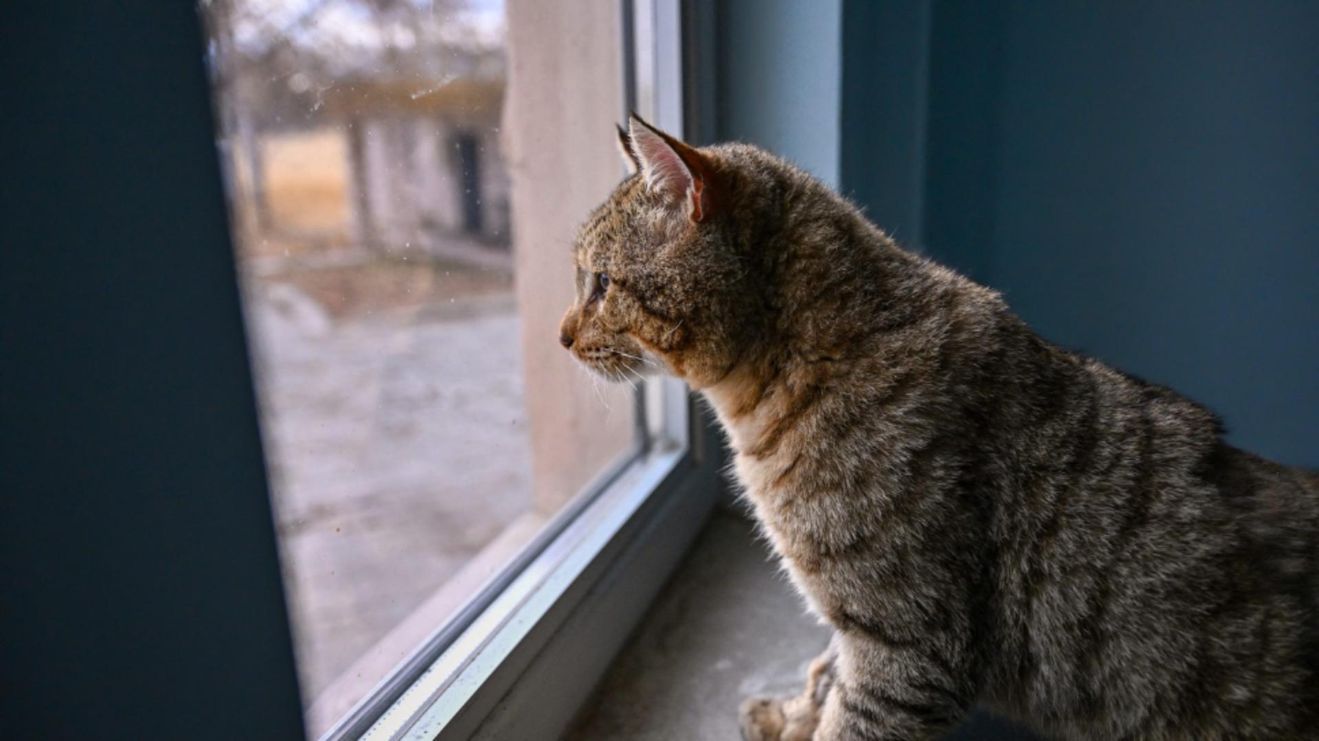 Felinele sunt considerate prădători ai faunei locale (foto: Profimedia)