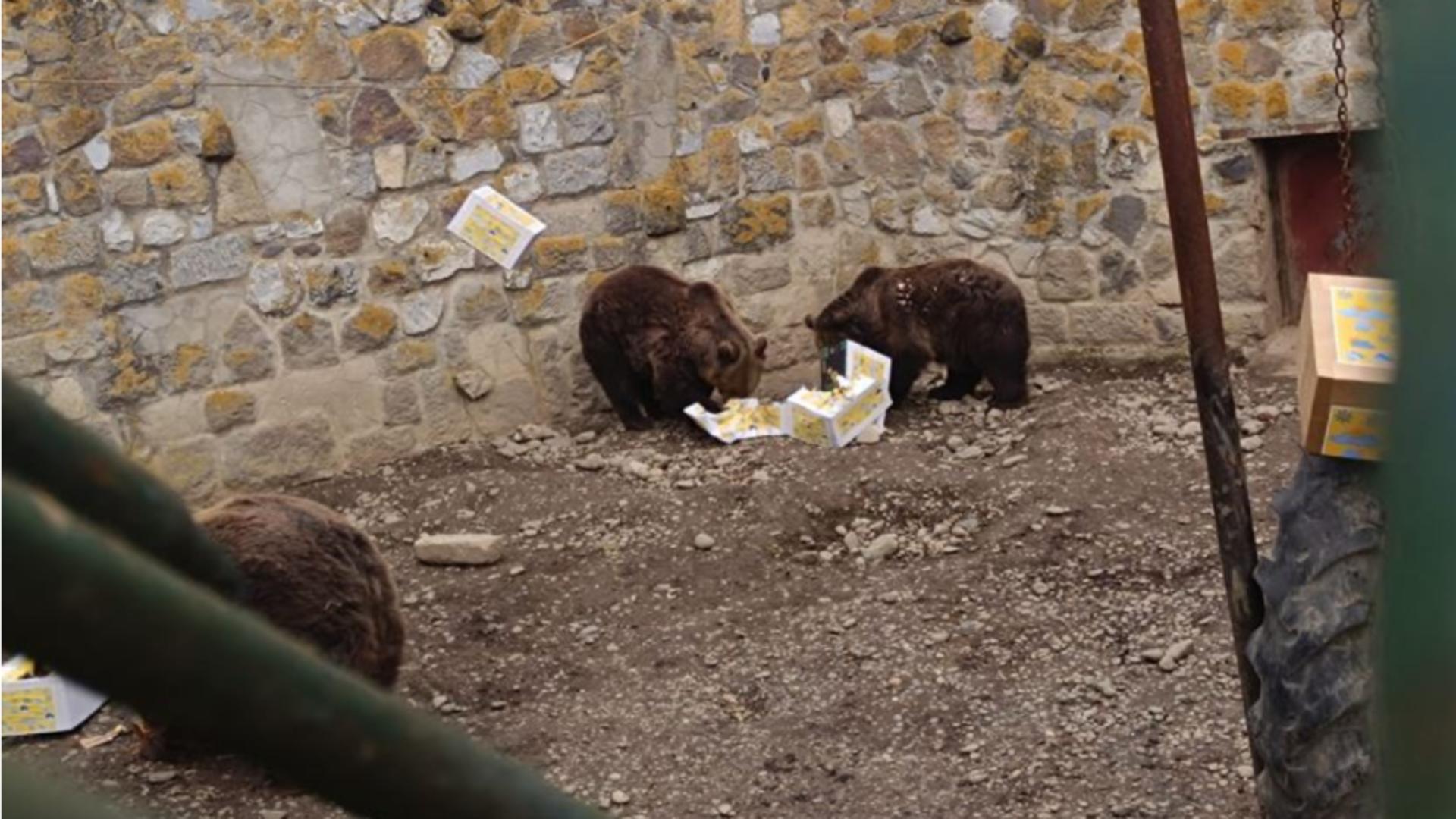 Urșii de la o Grădina Zoologică din România au ieșit din bârlog. Foto: Agerpres