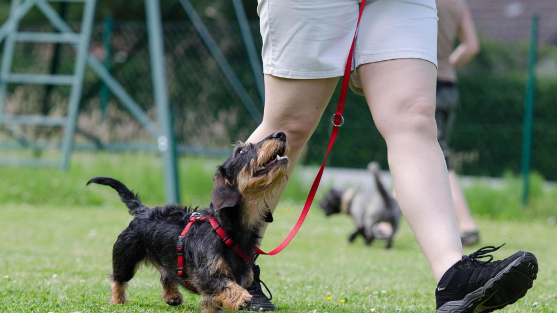 Sancțiuni drastice pentru proprietarii de animale care încalcă legea: amenzi uriașe și pedepse cu închisoarea. Ce este complet INTERZIS