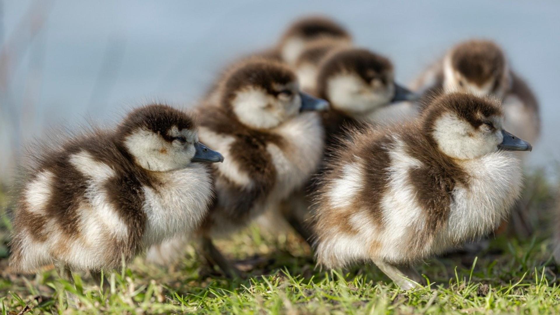 Reguli stricte pentru creșterea animalelor în gospodărie: câte păsări și animale ai voie să crești