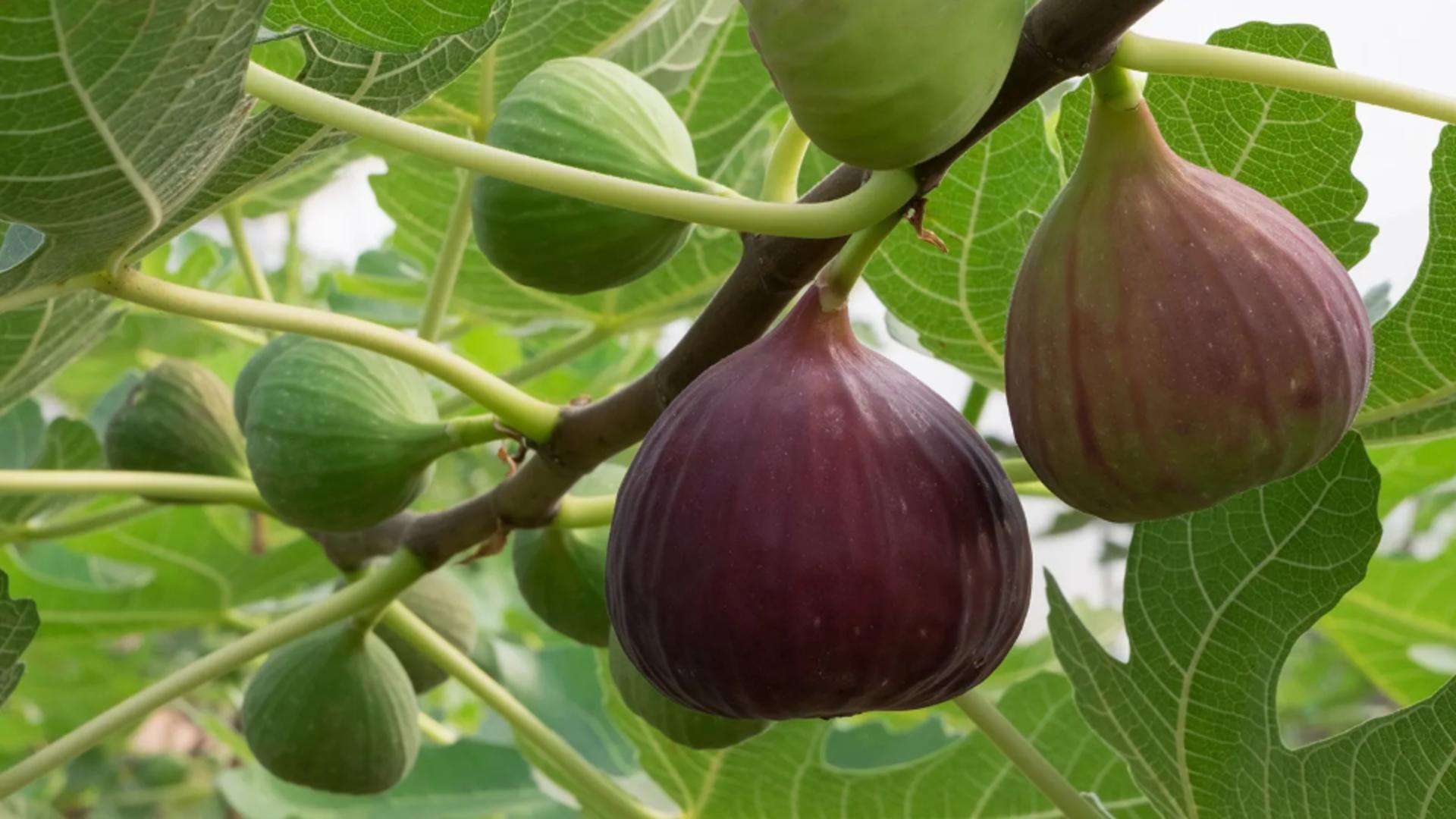 Pomii fructiferi pe care poți să îi cultivi chiar la tine în balcon