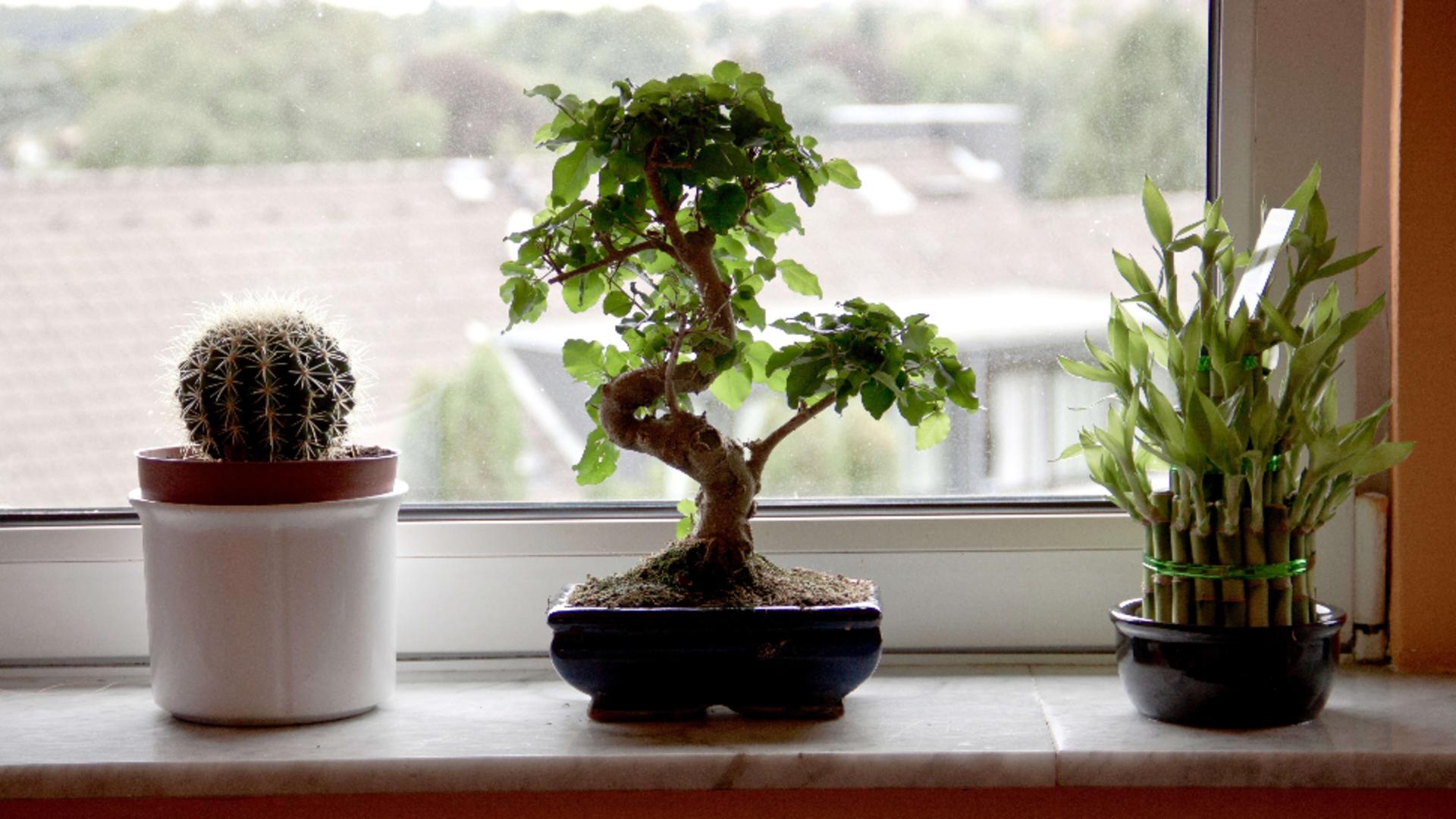 Planta care nu trebuie să îți lipsească din casă anul acesta