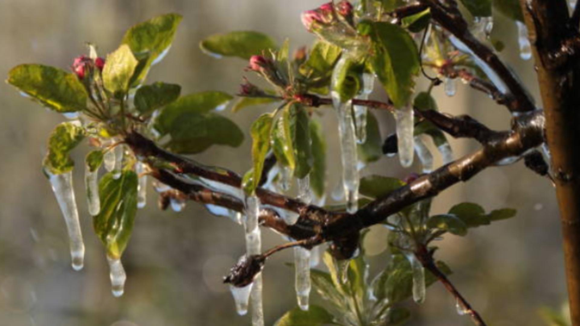 Cum îți protejezi pomii fructiferi de temperaturile scazute. FOTO: Pixabay