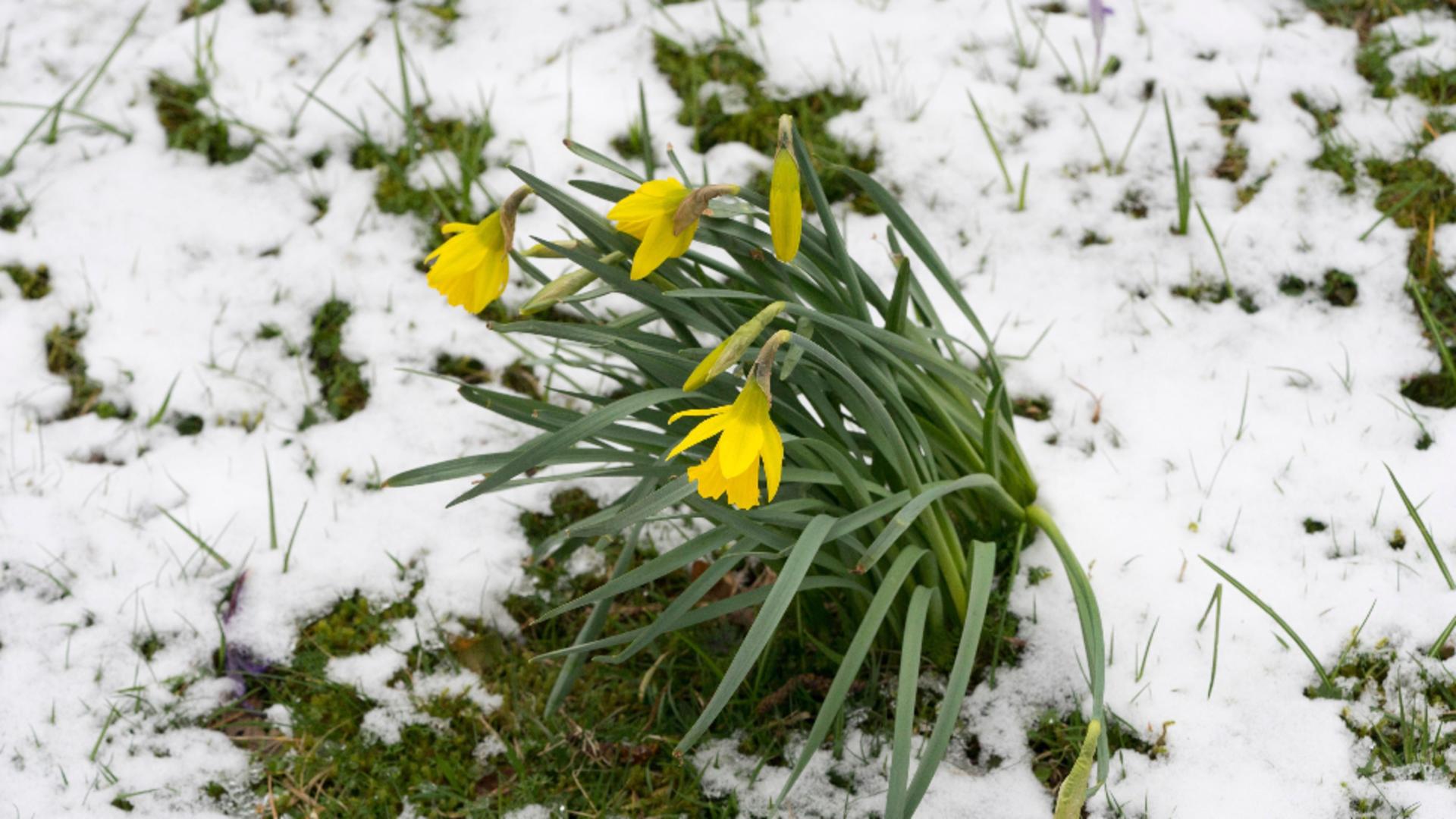 Prognoza meteo pentru ziua de 18 martie. Vremea se răcește brusc! Unde va ninge astăzi/ Profimedia