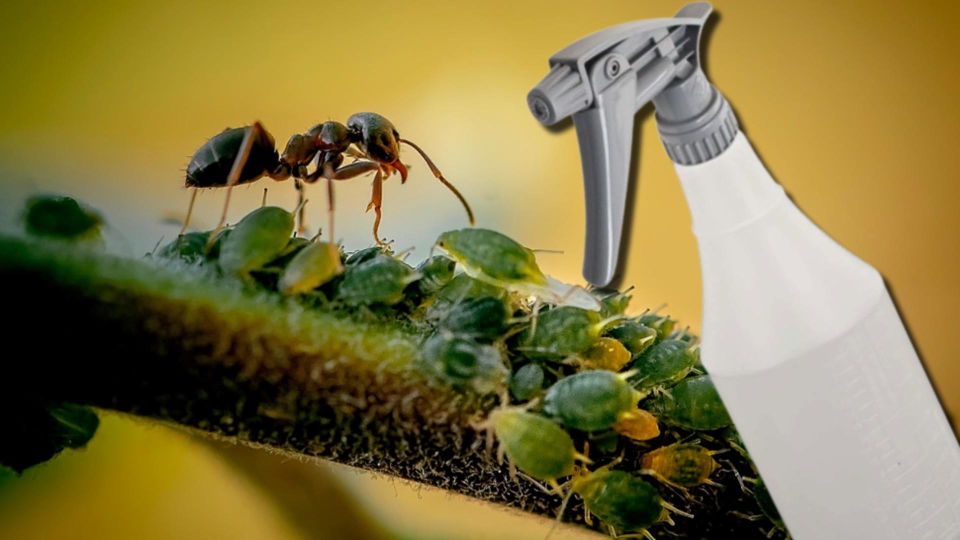 Cum scapi de furnici, gândaci și purici. FOTO: Pixabay