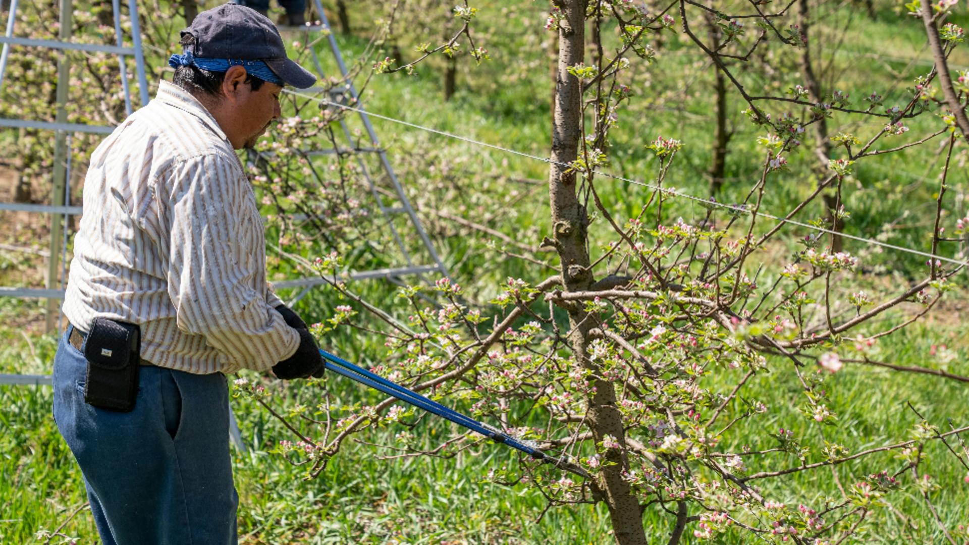 Când și cum se tund corect pomii, pentru a avea o producție bogată de fructe