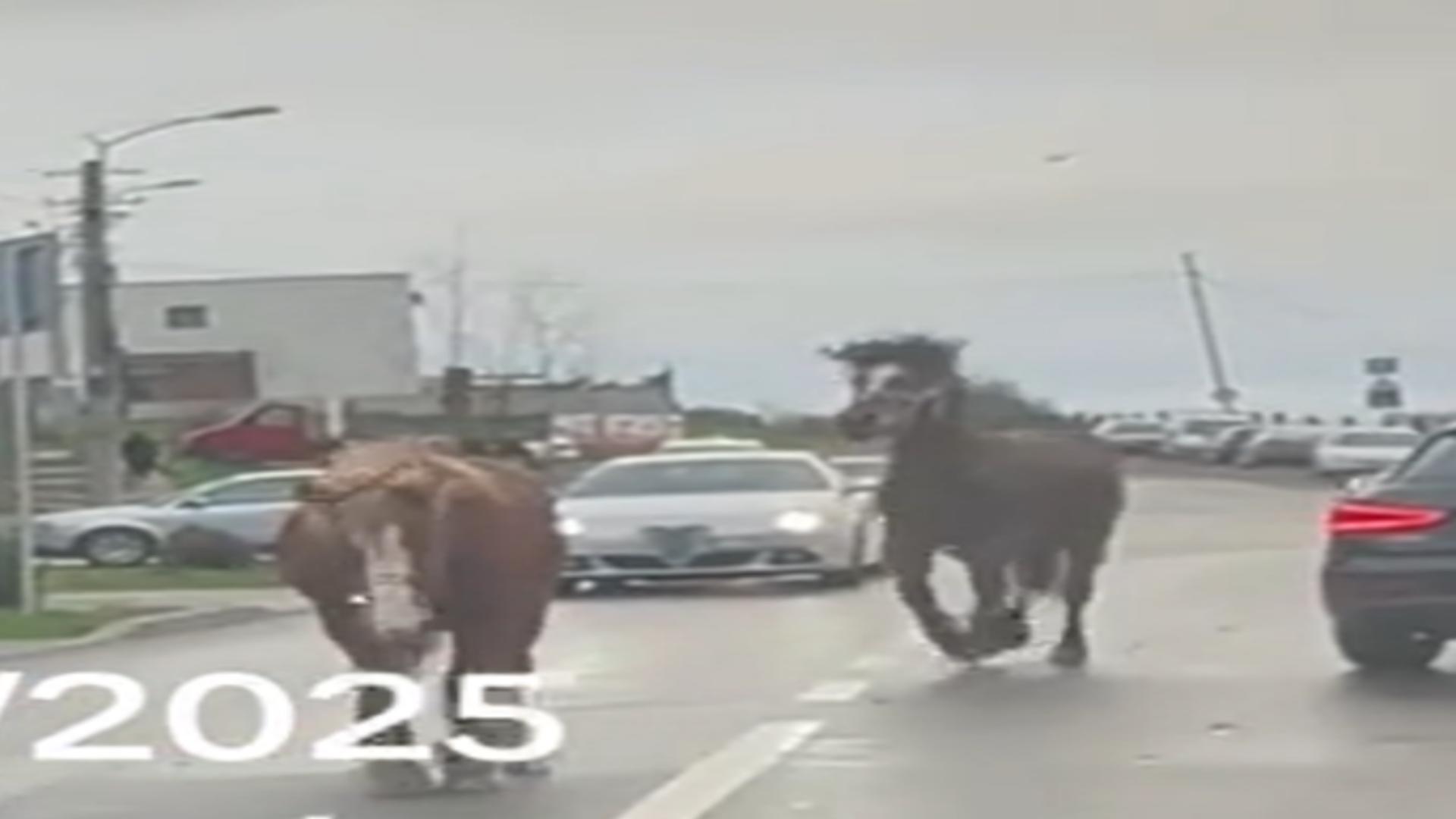 Paștele cailor a ajuns la Cluj? 10 cai scăpați de sub control, filmați în trafic în Cluj. Șoferii au rămas șocați/ Captură Știri de Cluj