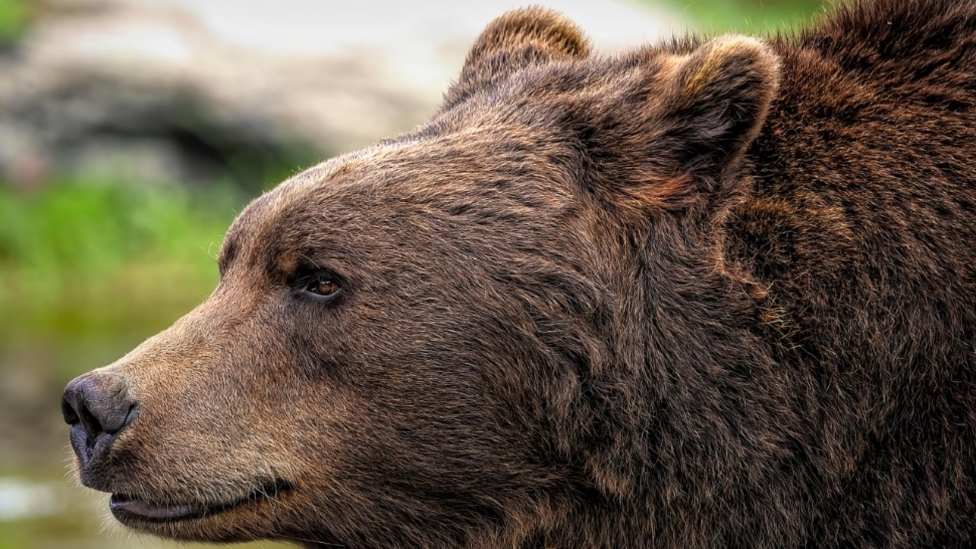 Tragedie în Harghita: o tânără de 18 ani s-a înecat în lac încercând să scape de un urs