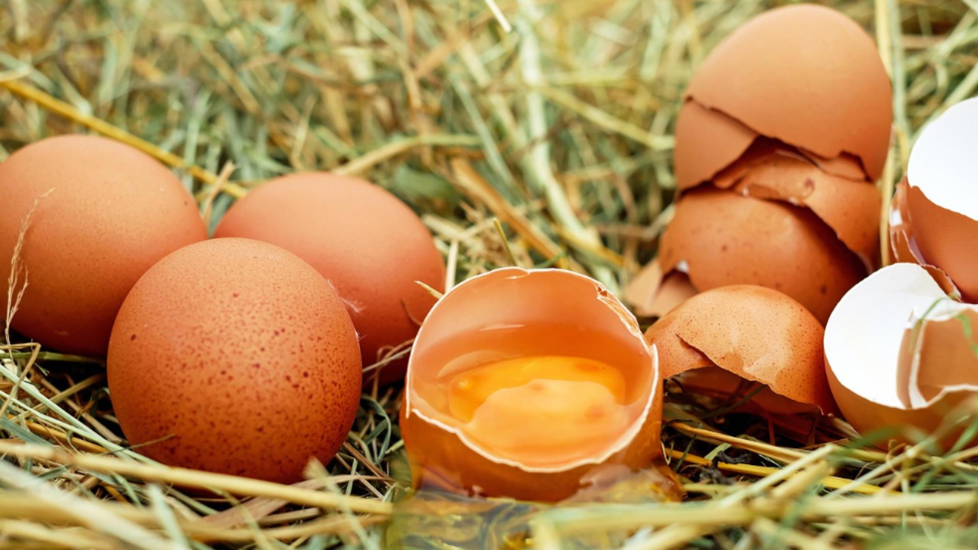 Criză alimentară: oamenii cresc găini să nu mai cumpere ouă