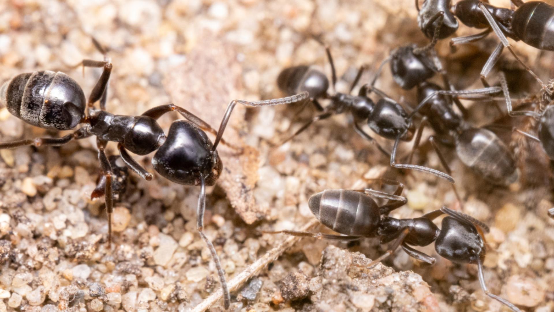 O specie de furnică agresivă se răspândește alarmant în Europa