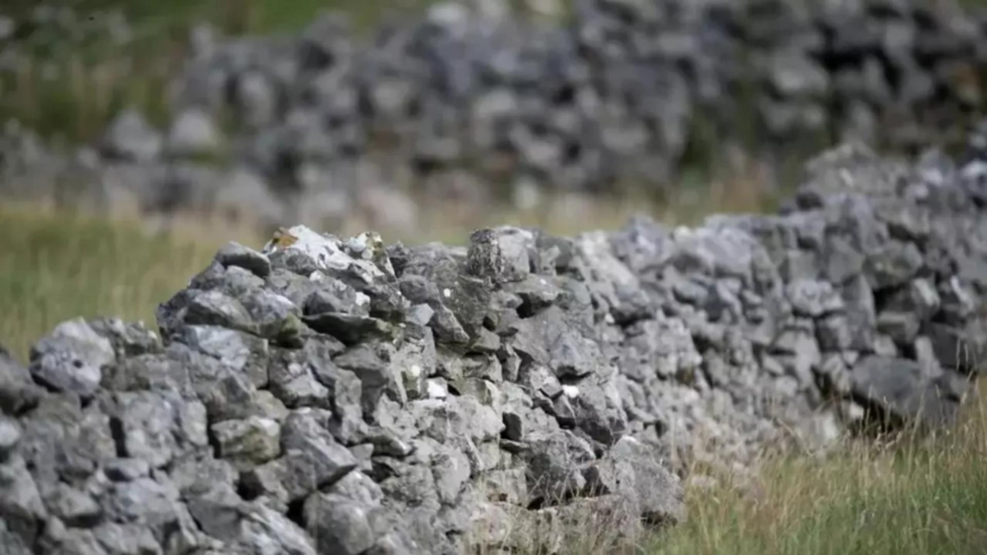 Dacă găsești pasărea ascunsă în imagine în doar 7 secunde ești vânătorul suprem