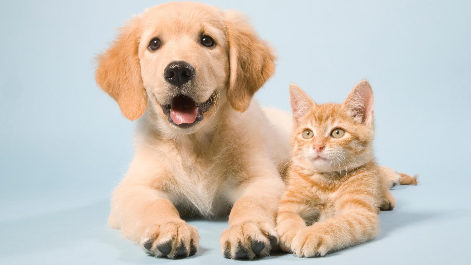 7 lucruri pe care ar trebui să le învățăm de la animale pentru o viață mai împlinită /Profimedia