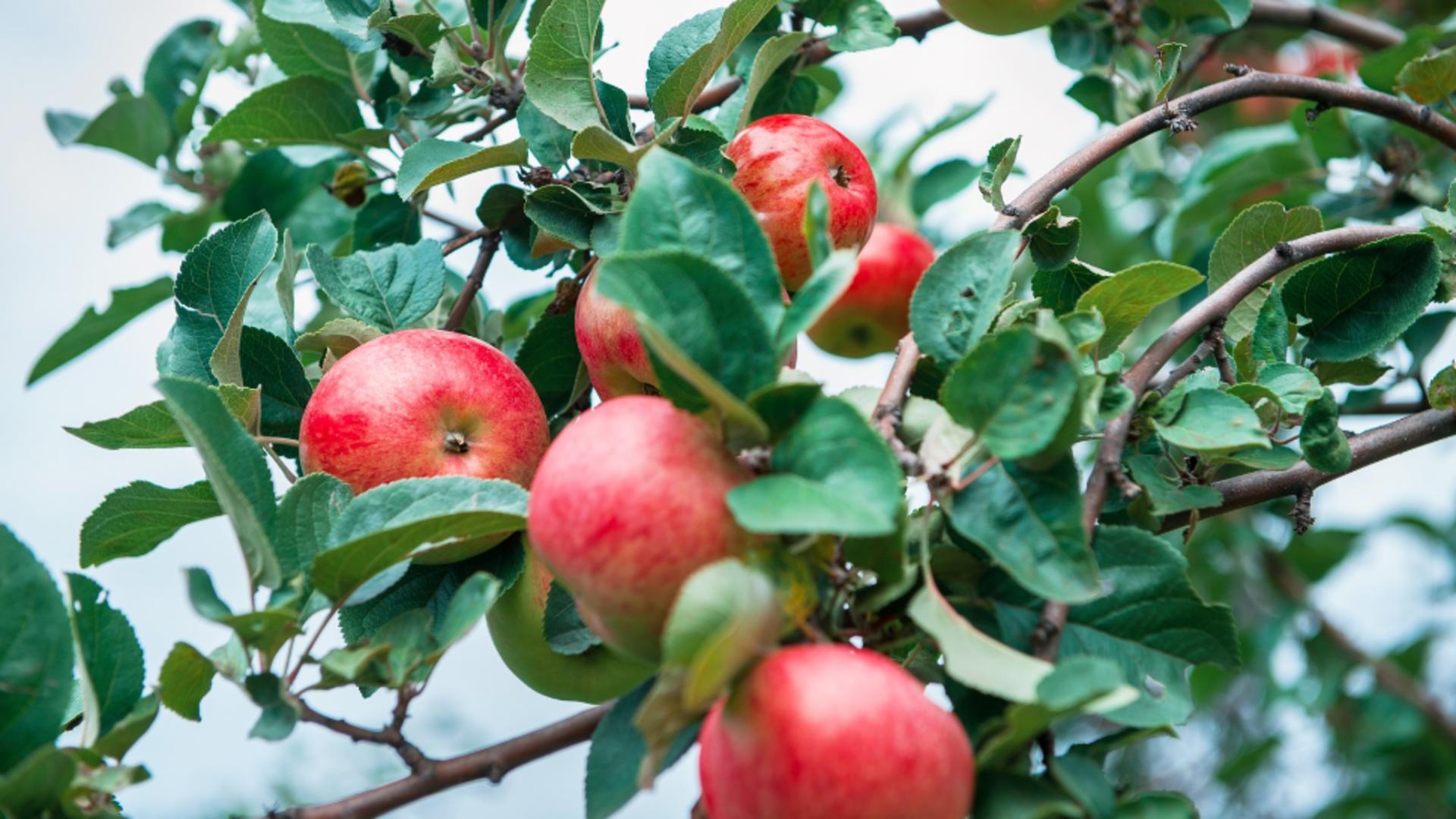  Cu ce trebuie stropiți pomii fructiferi până la finalul lui aprilie. Metoda folosită de grădinarii iscusiți pentru o recoltă bogată/Profimedia