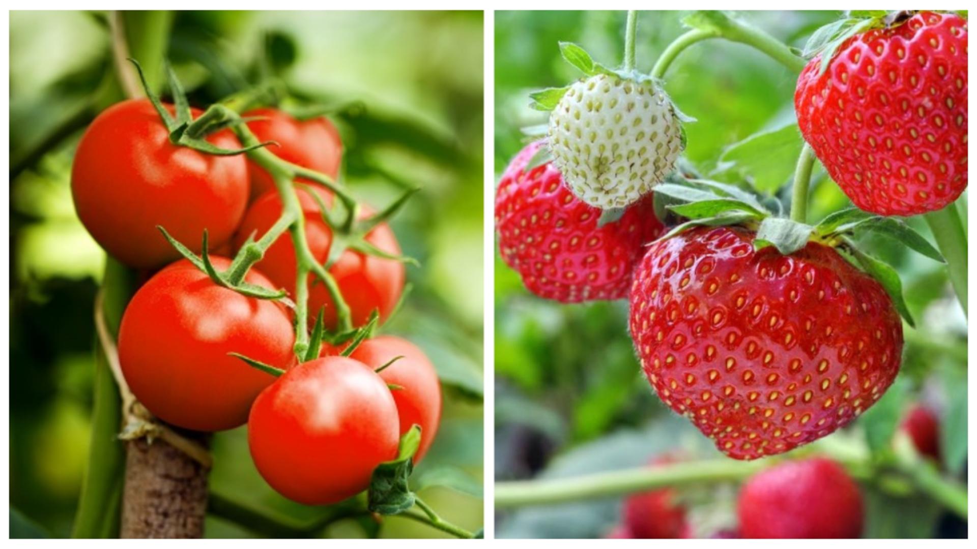 Îngrășământul natural pe care trebuie să îl pui peste roșii și cășuni 