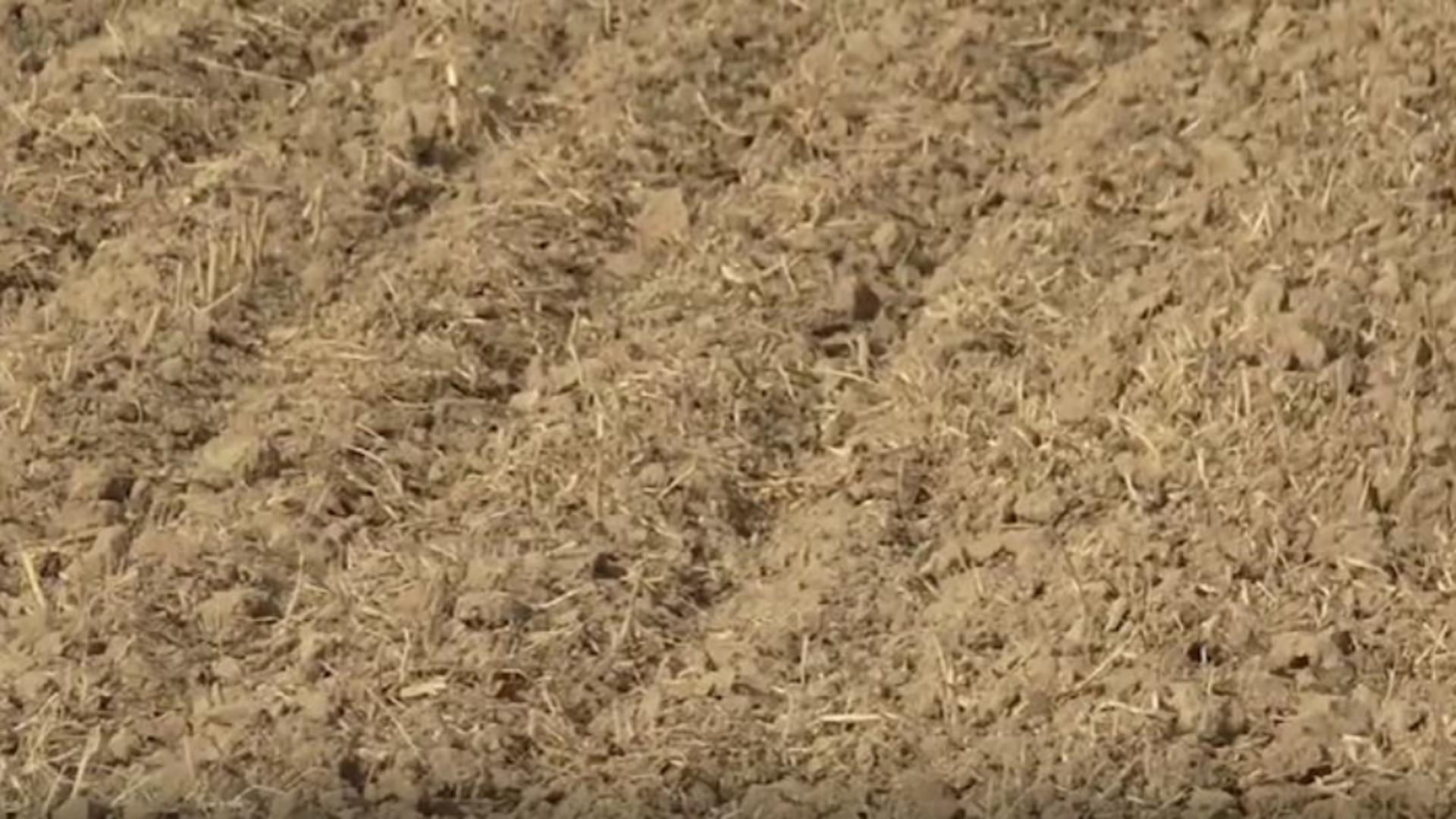 Seceta distruge recoltele. Agricultorii sunt disperați: „Ne este frică să ieșim în câmp să însămânțăm!”