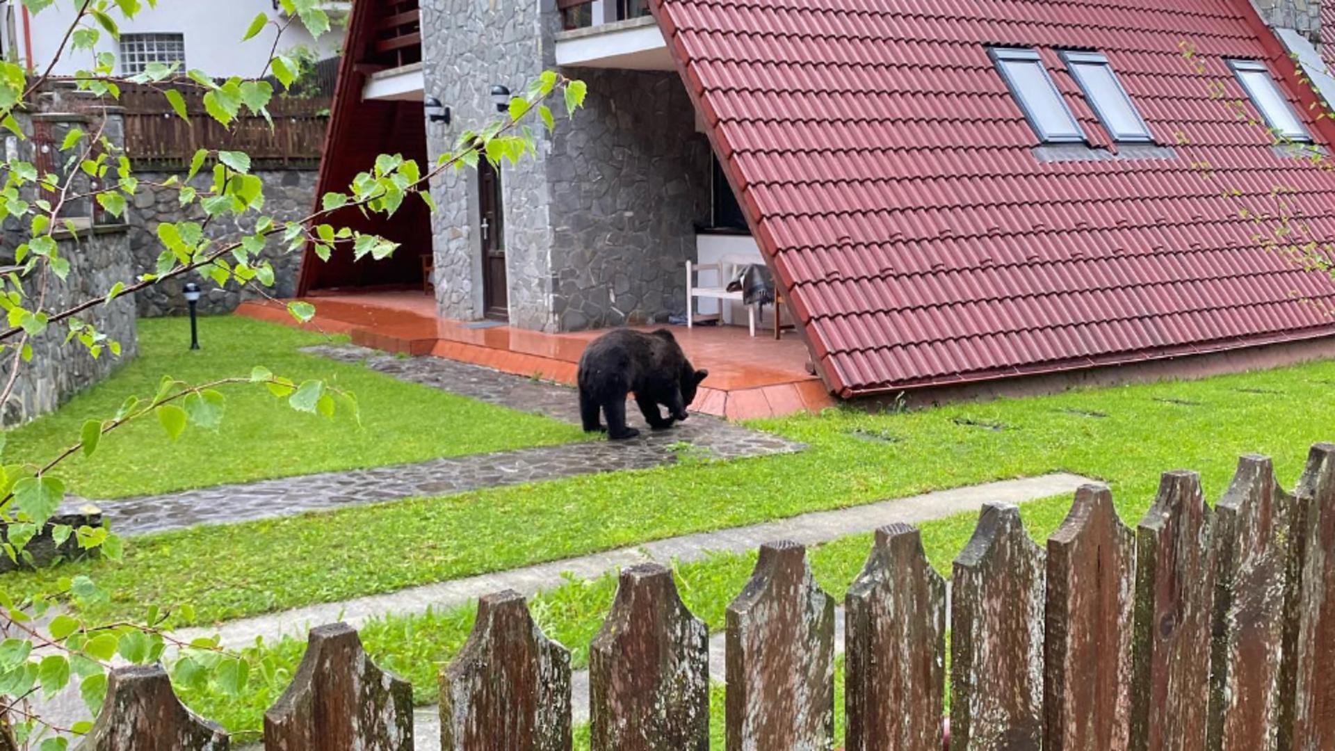 Urșii, o prezență tot mai obișnuită în orașele montane. Foto/Arhivă