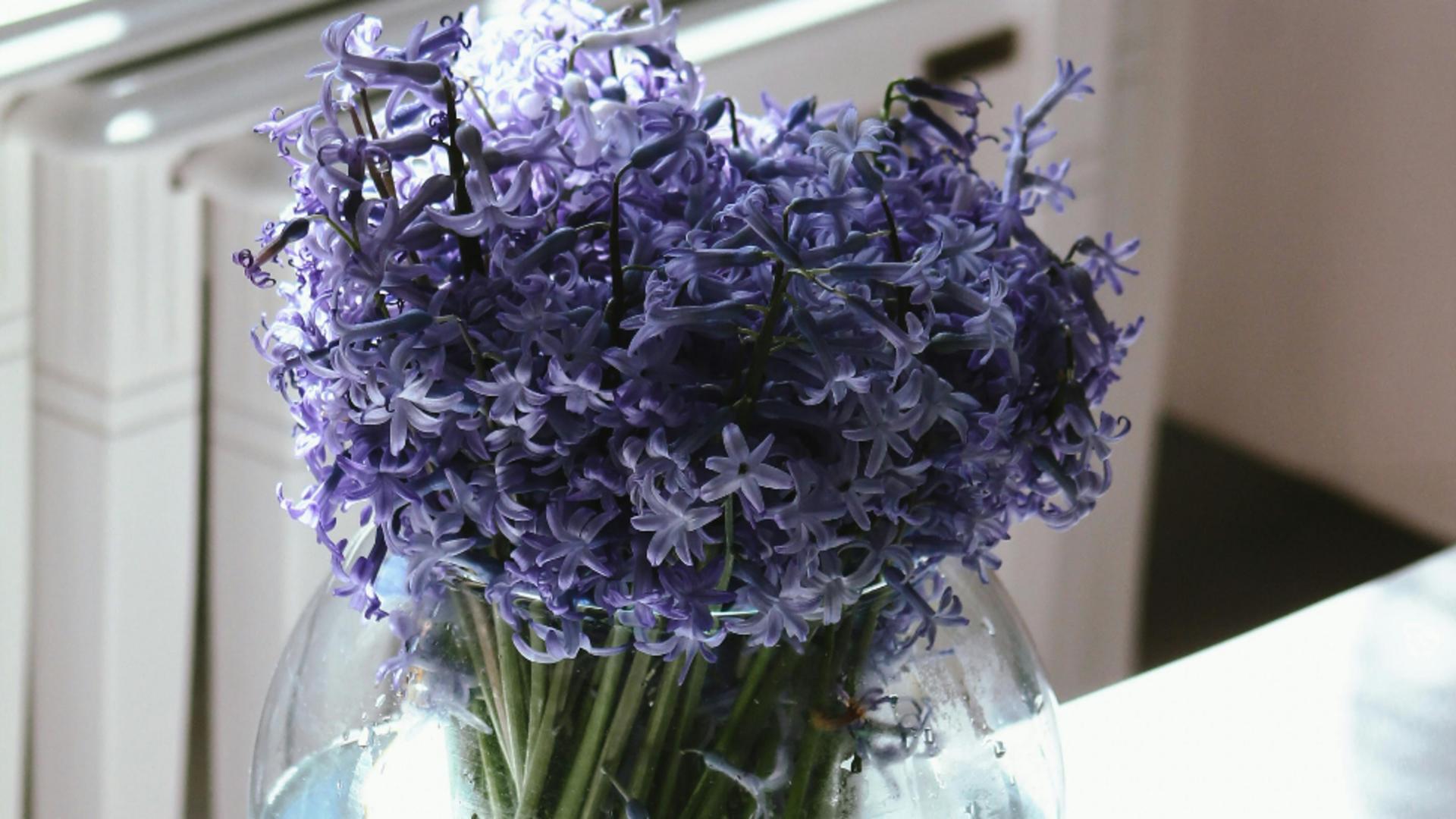 Cum se îngrijesc corect zambilele, ca florile să reziste mult timp. Sfaturi utile