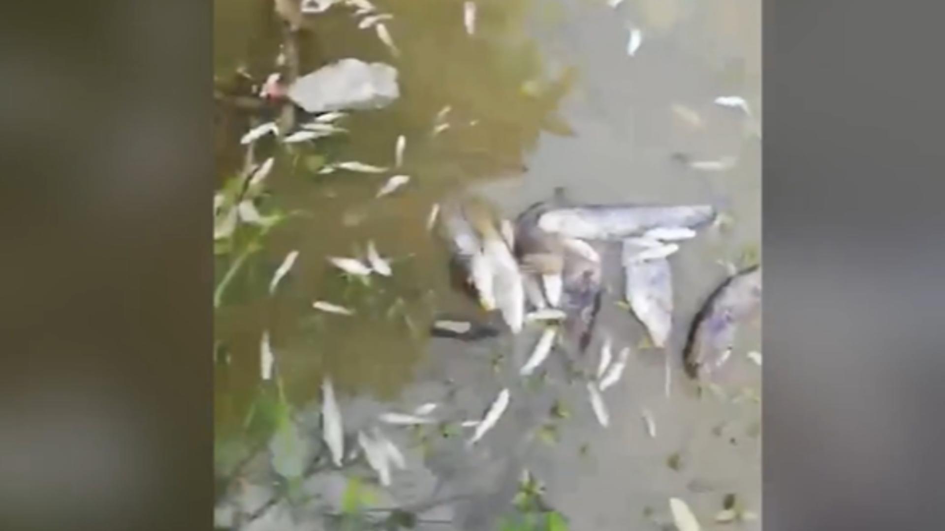 Sute de pești morți pe Dunăre! Anchetă uriașă