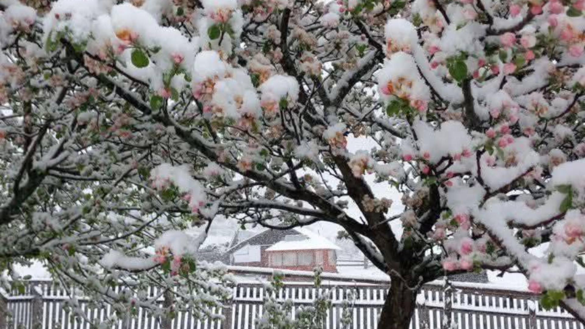 Alertă de NINSORI și vreme rece la jumătatea lui mai! Pericol uriaș pentru culturi / Foto: Meteoplus