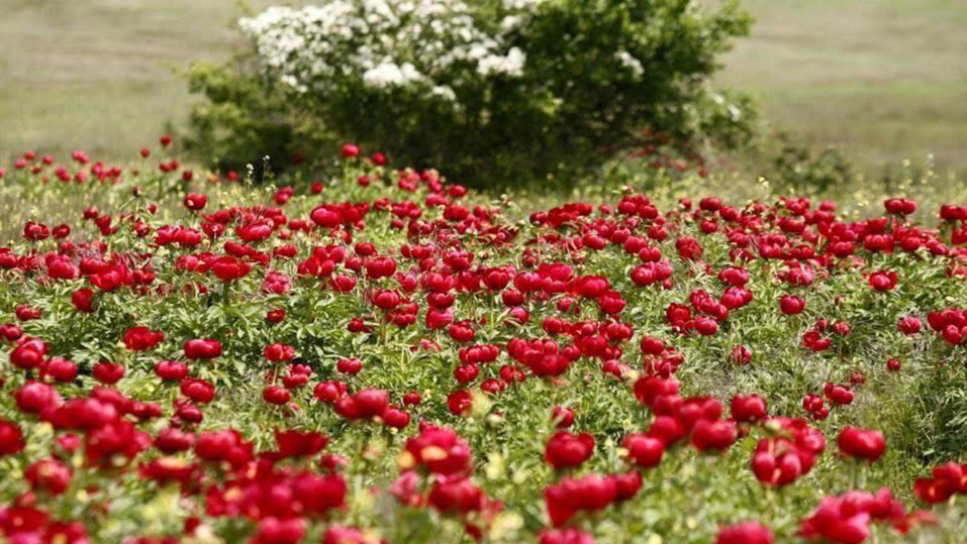 Bujorul a fost declarat floarea națională prin lege, în 2024 (sursă foto: La blouse roumaine)