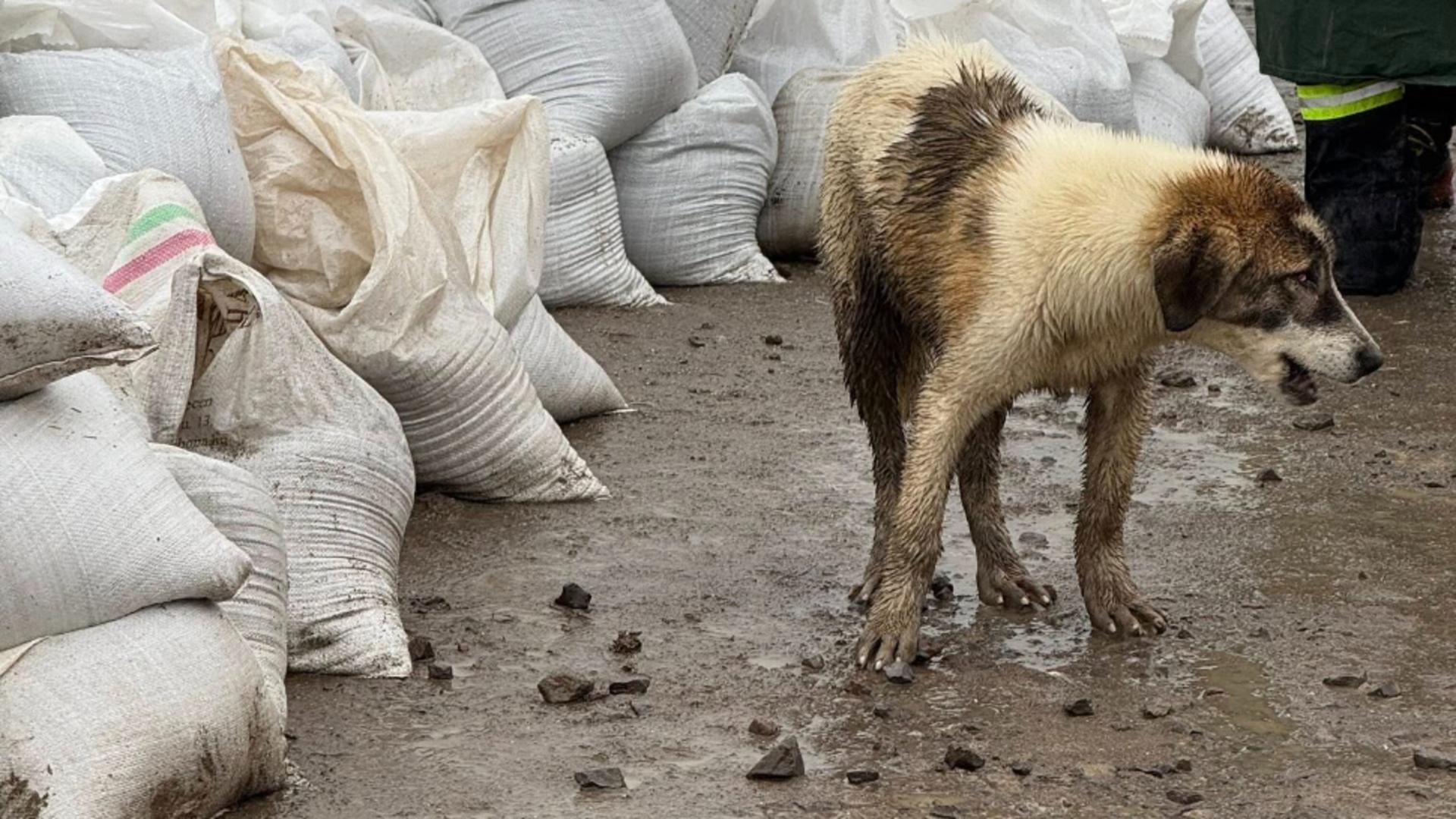 Prăpăd în Covasna, din cauza inundațiilor