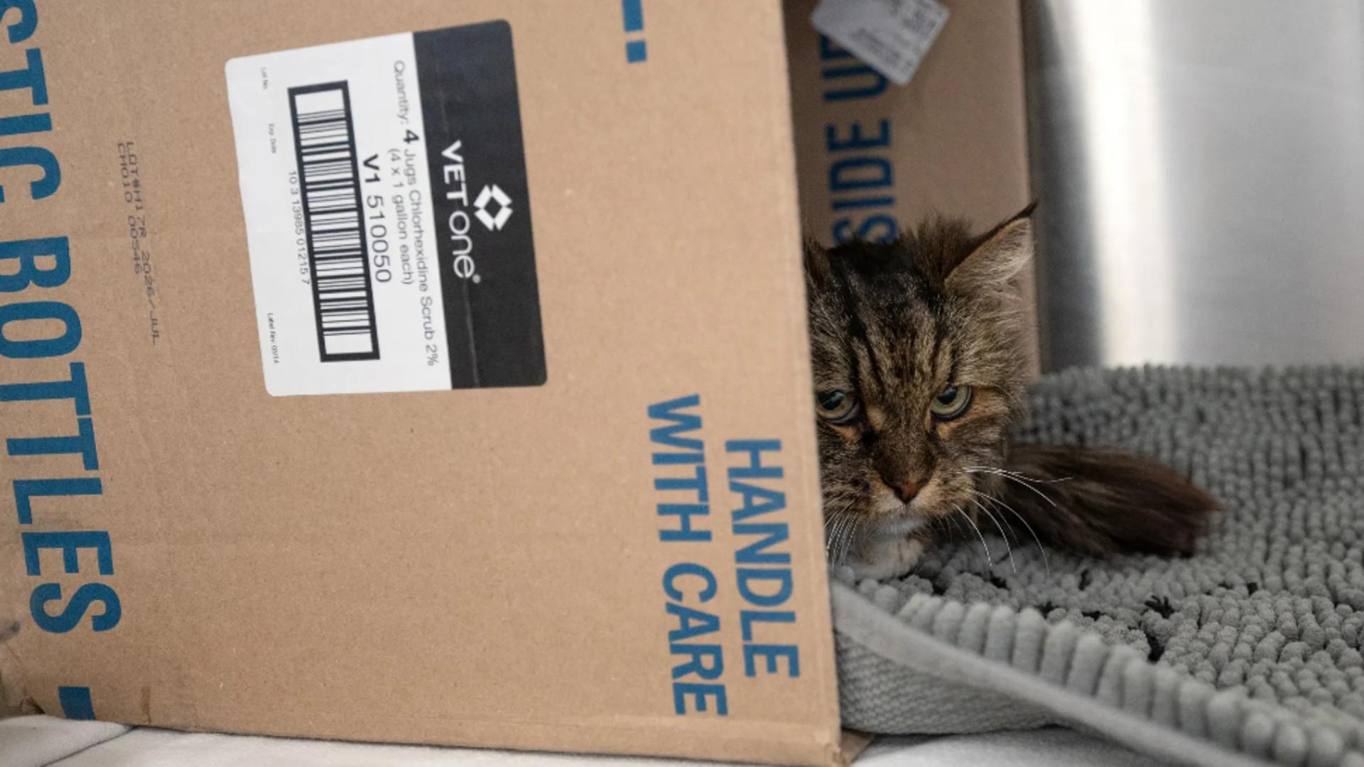 Povestea pisicii în vârstă de 12 ani a impresioant multă lume