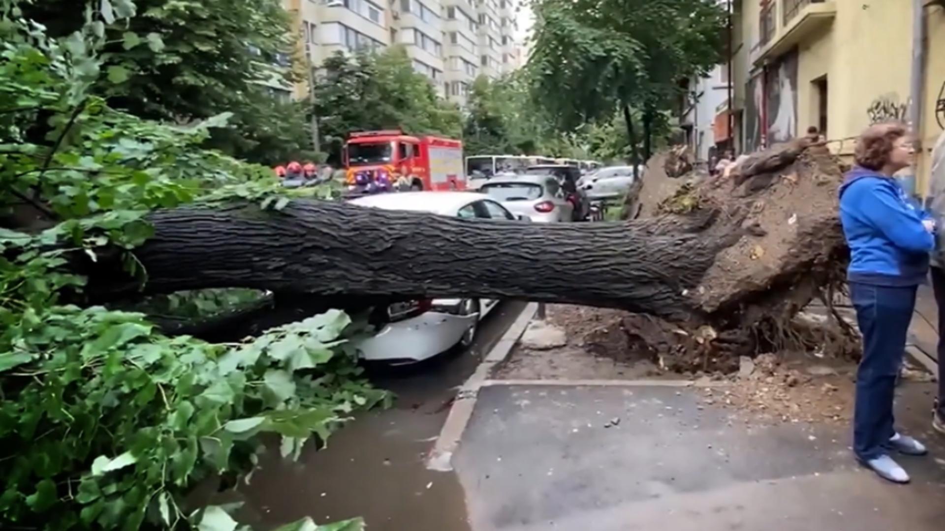 Copac căzut peste mașini pe Bulevardul Lacul Tei din Capitală! Traficul în zonă a fost BLOCAT
