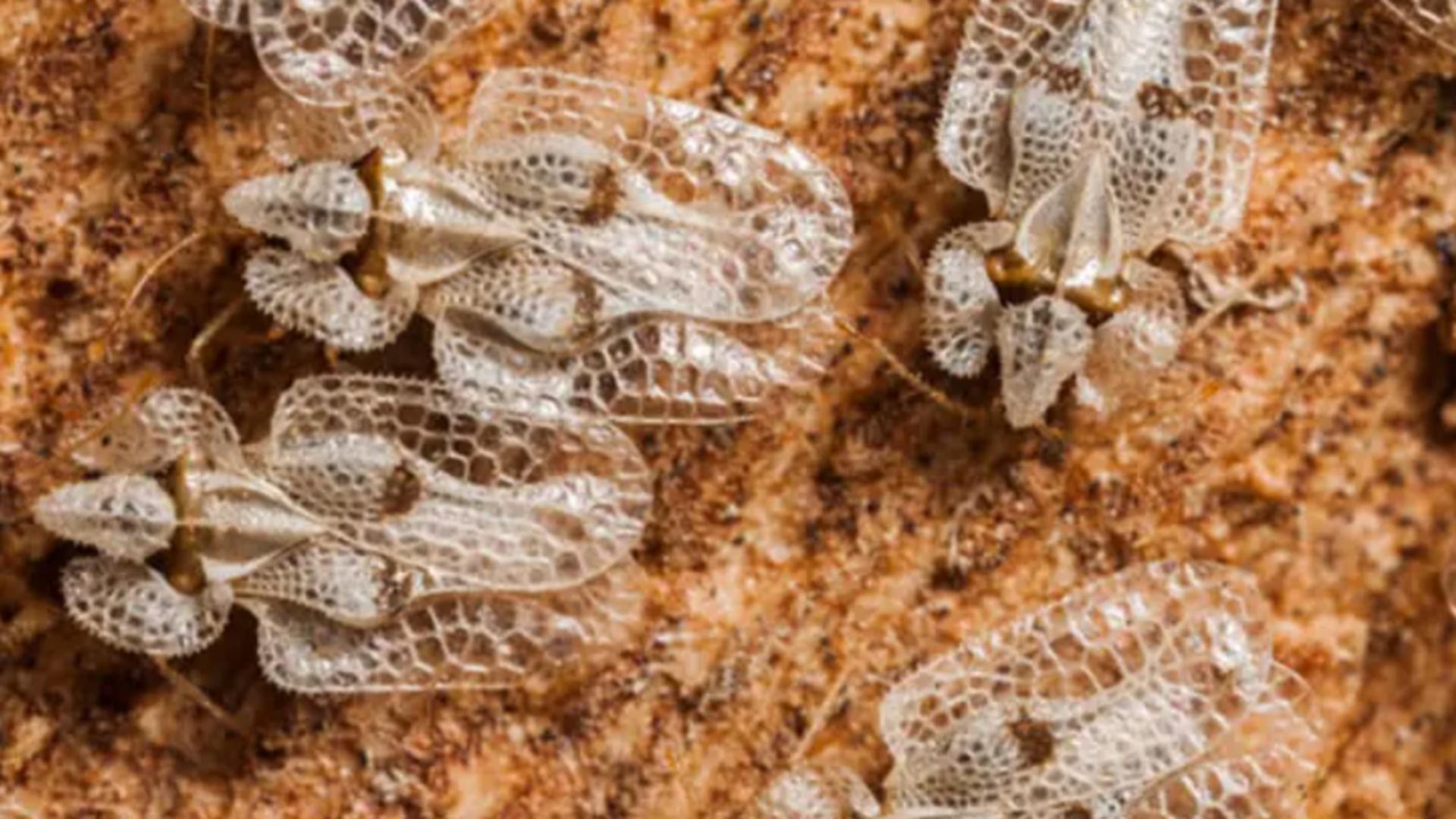 Invazie de ploșnite la Cluj! Oamenii sunt disperați: 