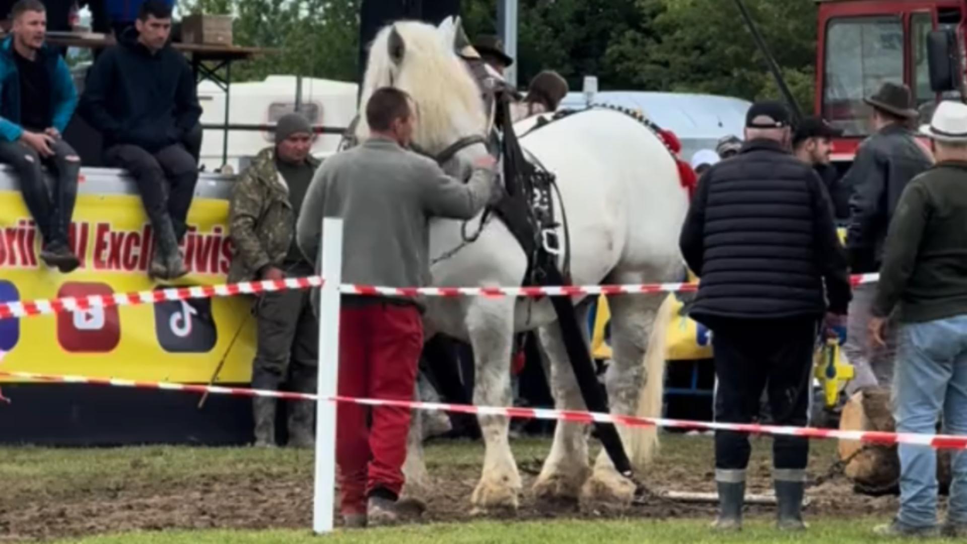 Celebrul cal de tracțiune Falko, a MURIT pe trenul de concurs, la capătul unei curse de transportat bușteni uriași. Revoltă uriașă în mediul online/ Captură foto