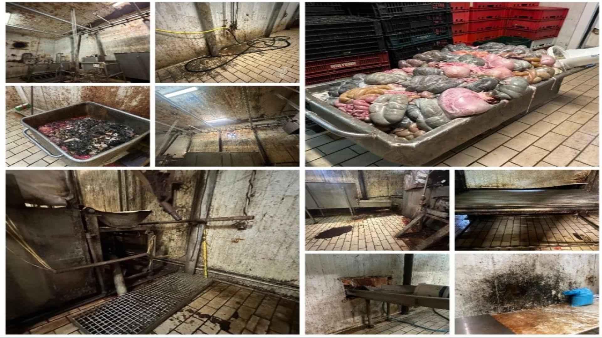 Abator de lângă Capitală, închis de ANPC. Au fost descoperite nereguli grave: imagini greu de digerat!/ Captură foto Replica Online