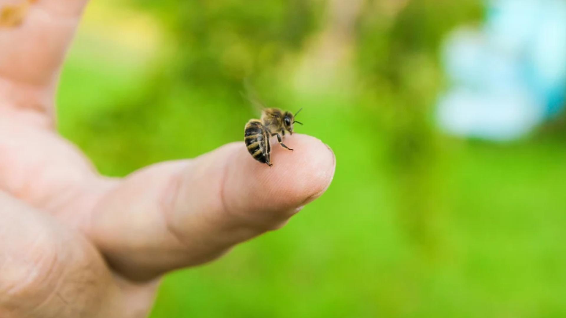 Înțepătura de albină sau viespe poate fi periculoasă