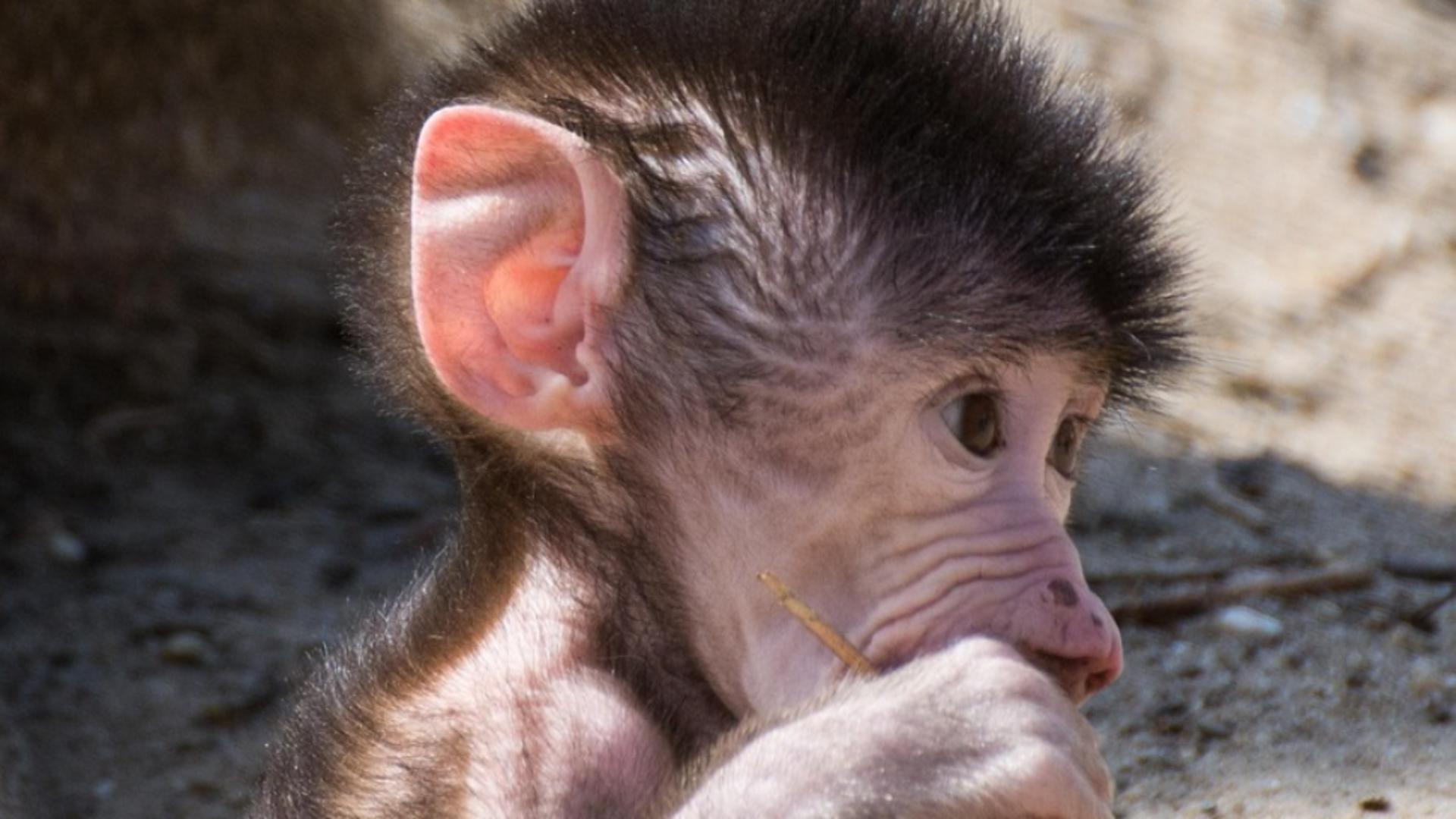 Trafic de animale în chiloți: pui de maimuță ascunși în lenjeria intimă. Doi au murit sufocați - VIDEO