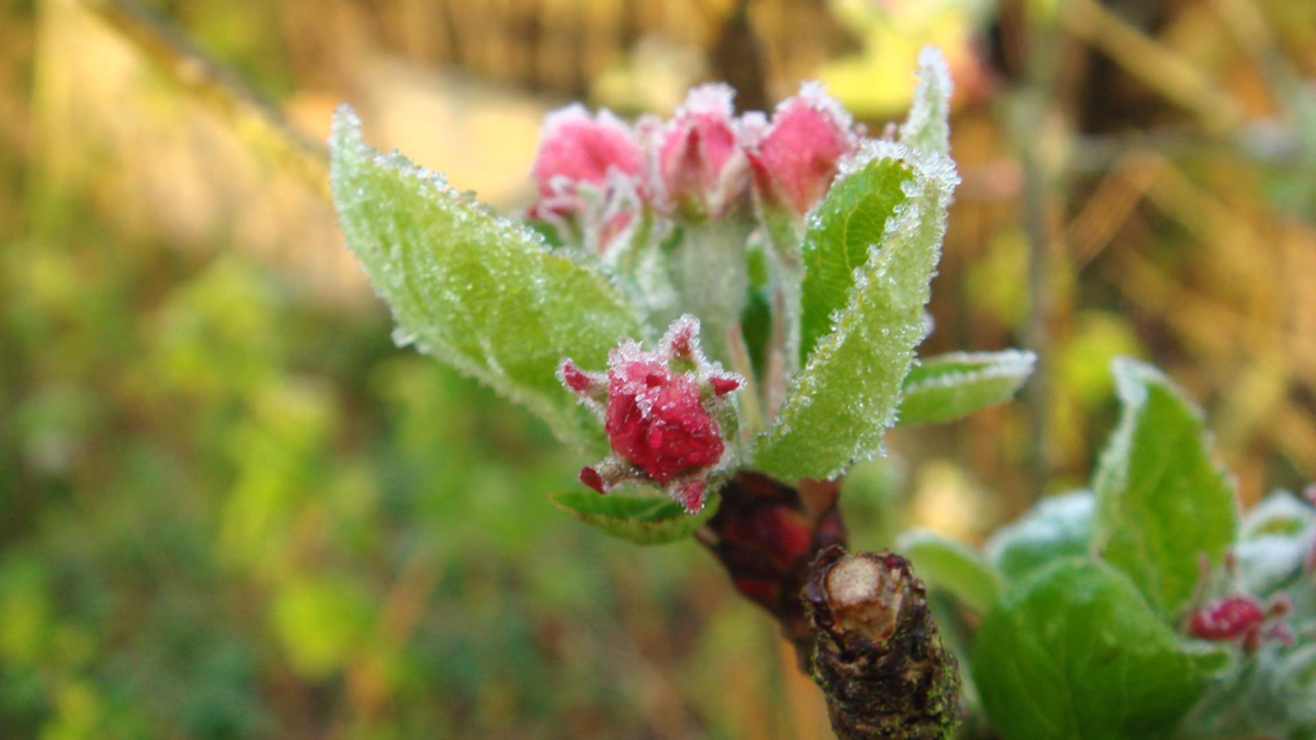 Vreme neobișnuit de rece în România: risc de brumă și ninsori la munte până pe 15 mai