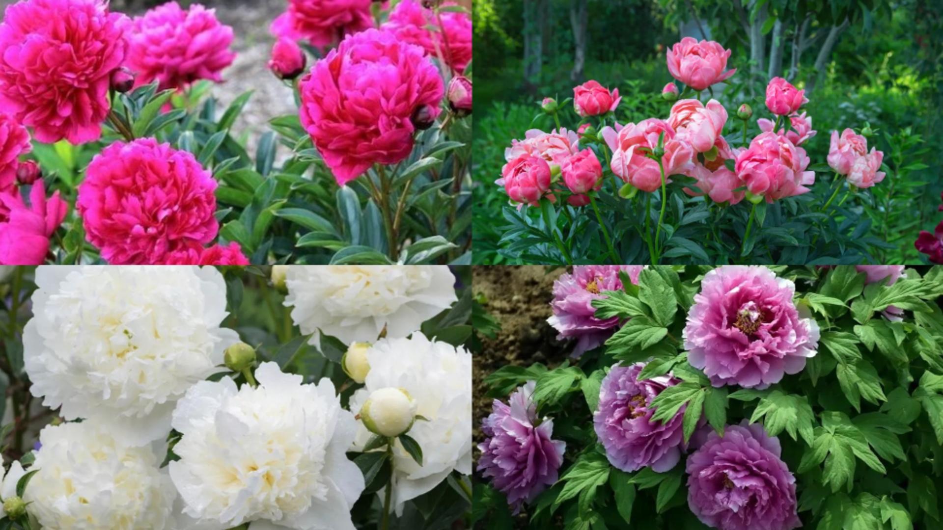 Cu ce trebuie să stropești bujorii, după ce se scutură florile