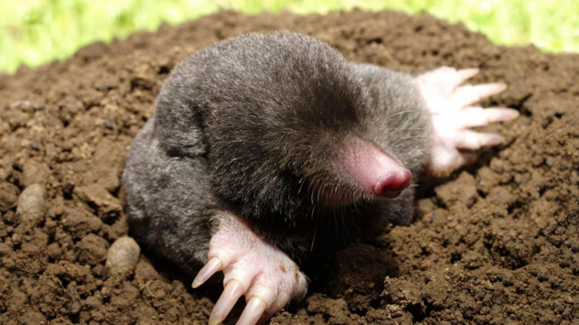 Ce pun ungurii în grădină ca să scape de cârtițe