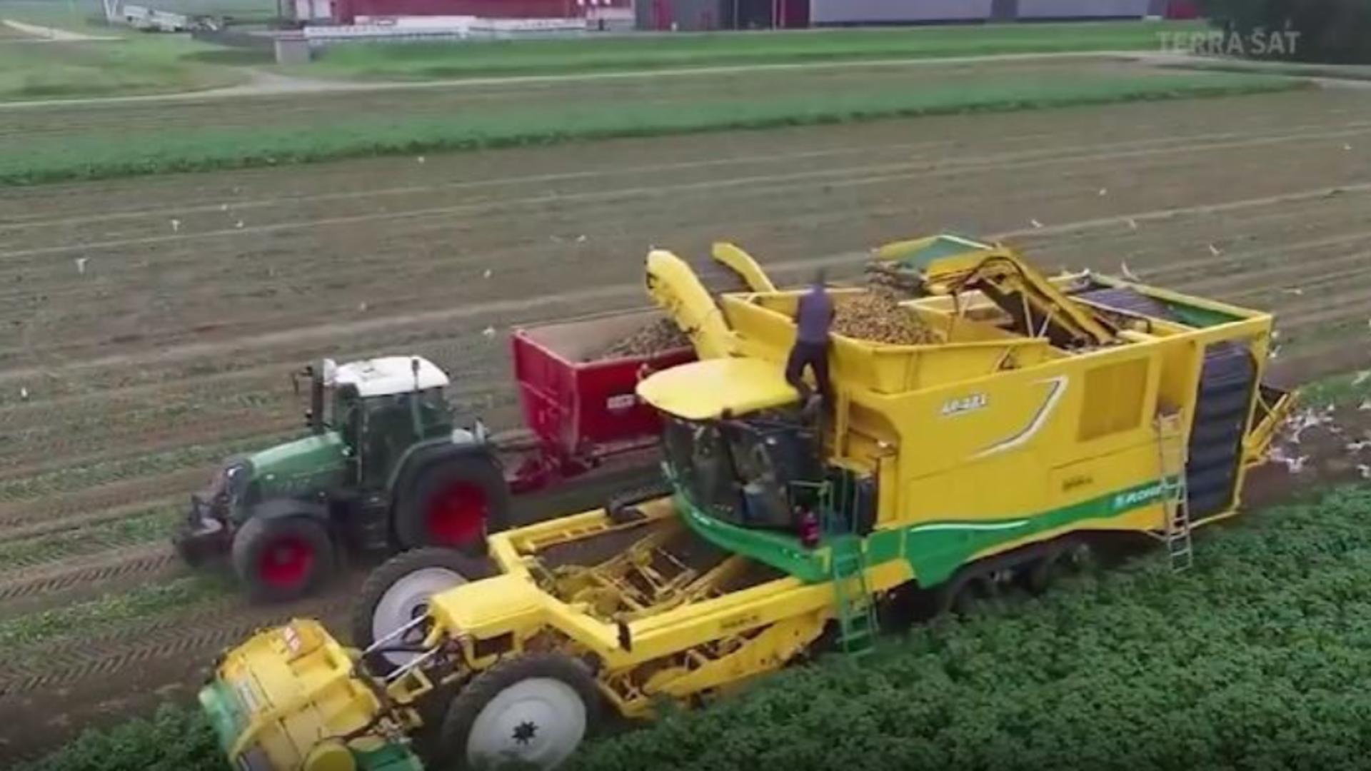 Cartofii noi, inaccesibili pentru pensionarii sărmani. Prețurile sunt mai mari din cauza fenomenelor meteo extreme