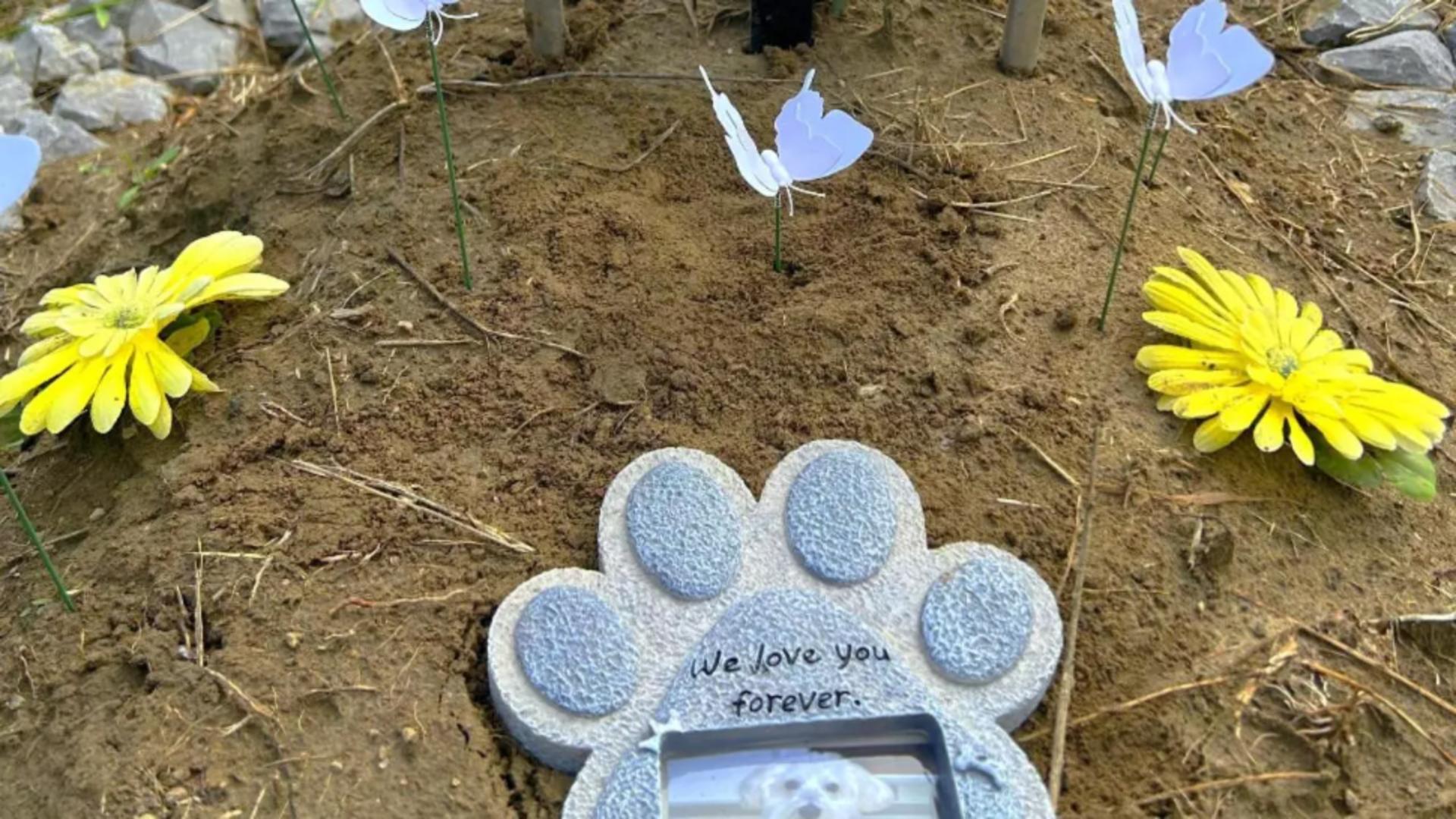 Cimitirul animalelor din România