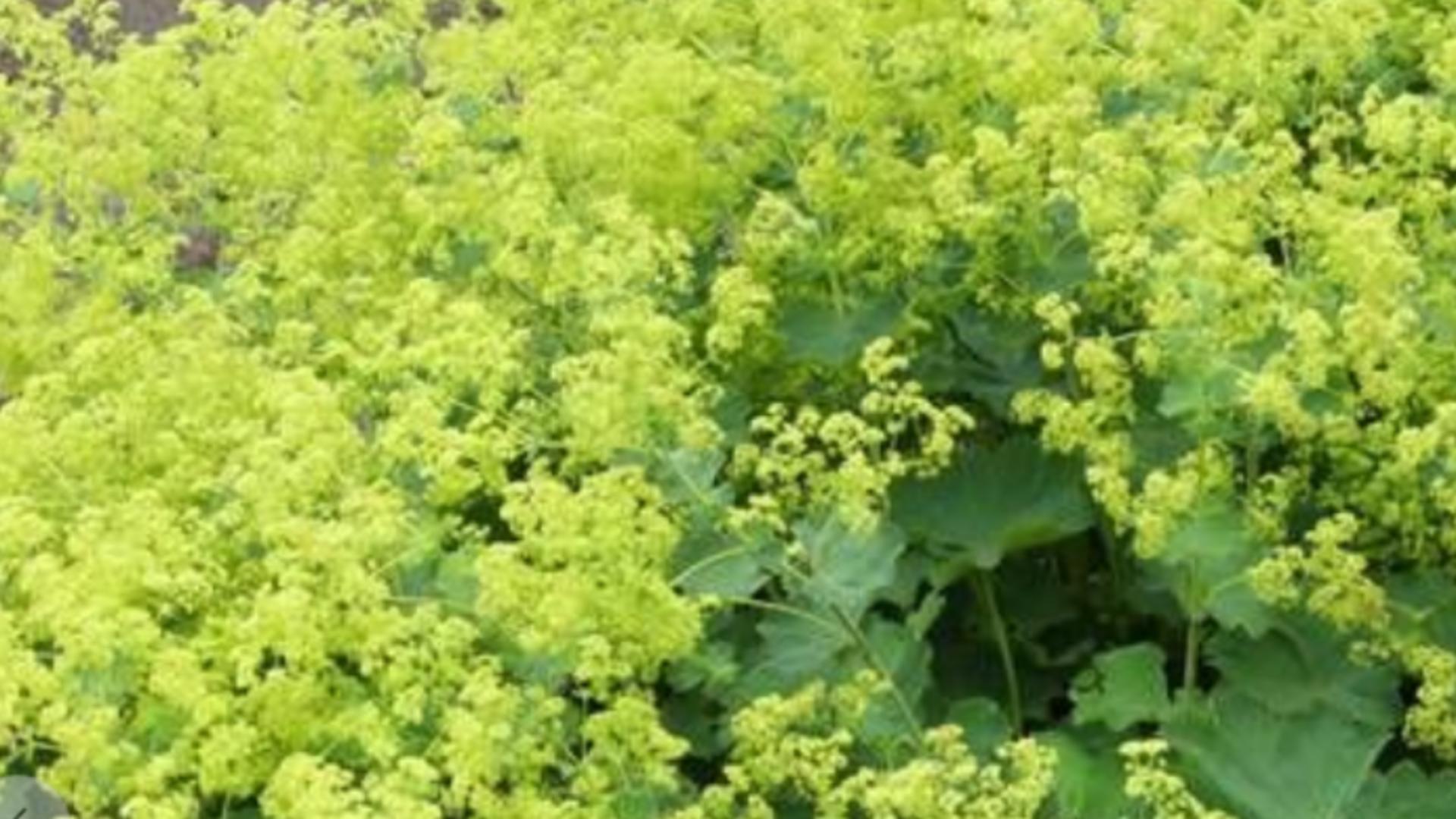 Planta care stimulează digestia și vindecă rănile. Beneficiile ei nu se opresc aici